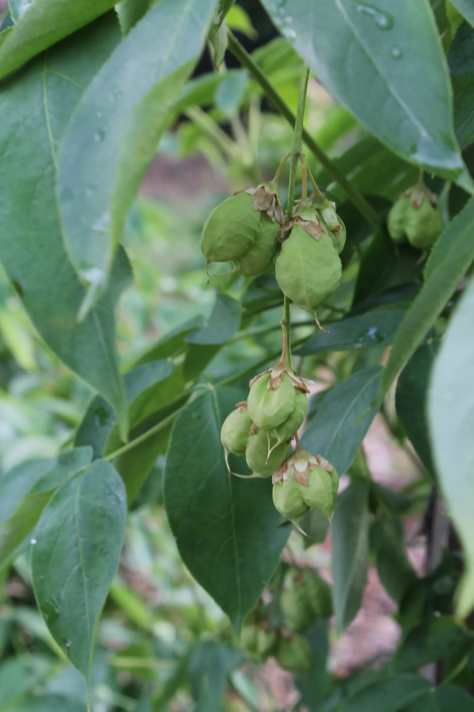 Bladdernut (Staphylea Trifolia) — each leaflet is ovate to elliptic and grows approximately 2 to 5 inches long; making it an excellent choice for filling in