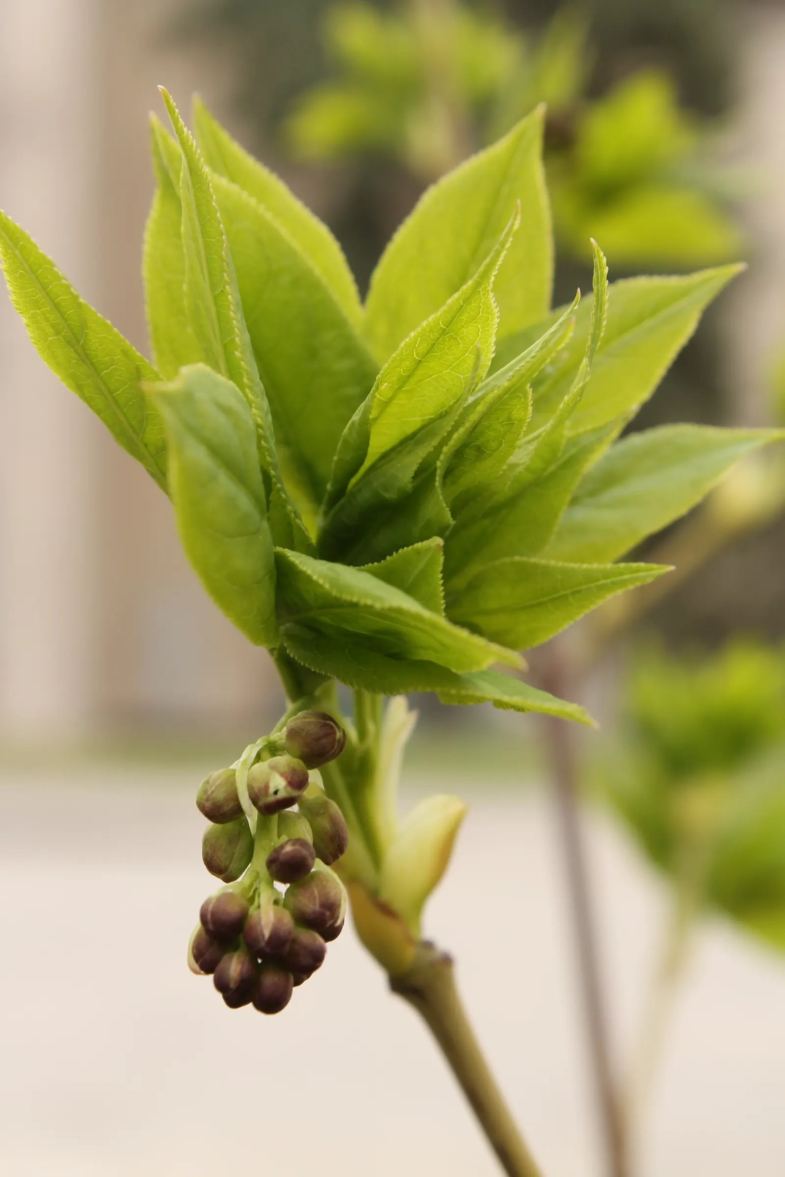 Bladdernut (Staphylea Trifolia) — which are a noteworthy feature for any client interested in seasonal interest