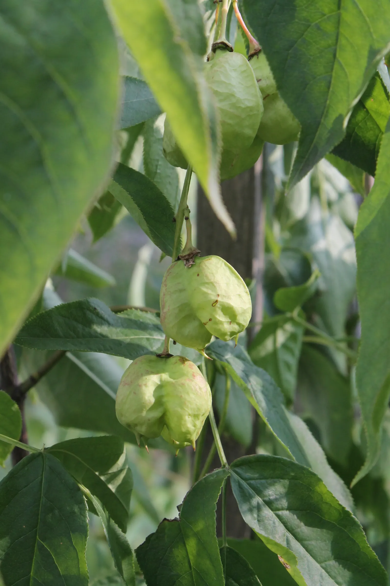 Bladdernut (Staphylea Trifolia) — Staphylea trifolia, commonly known as Bladdernut, is a deciduous understory shrub native to North America; preferring partial