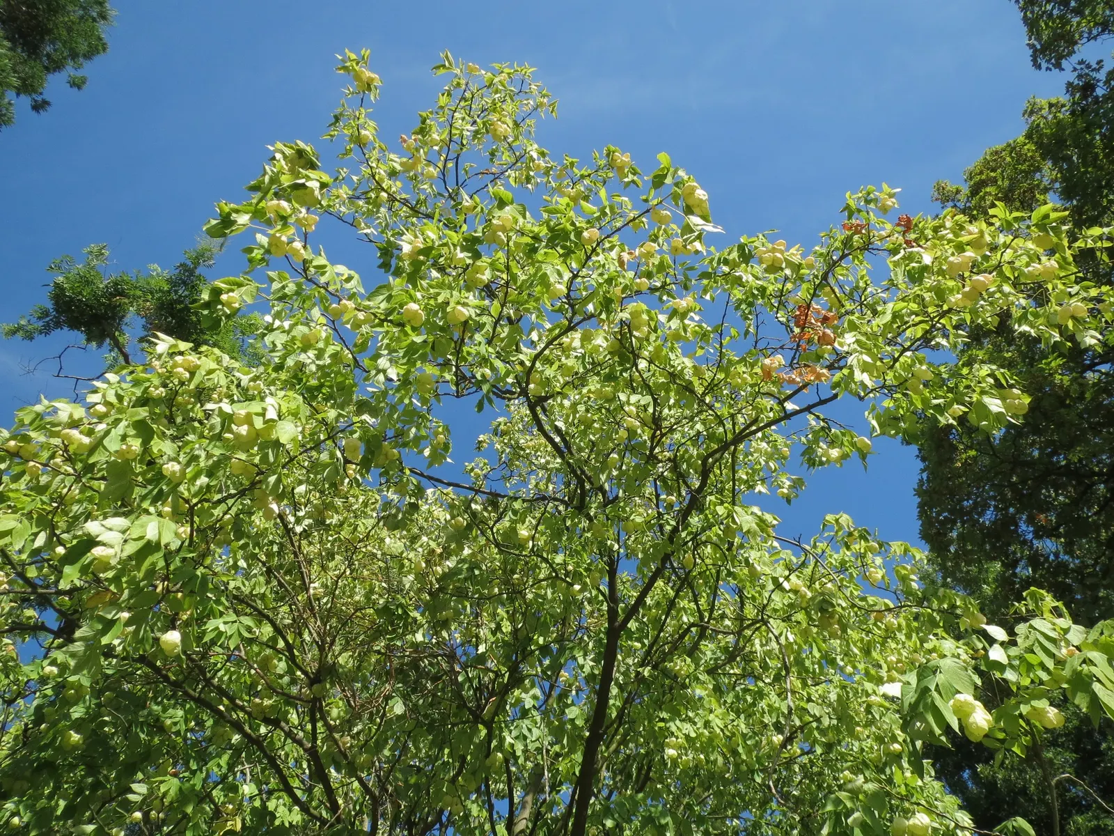 Bladdernut (Staphylea Trifolia) — bladder-like seed pods form; drooping clusters of fragrant, image 64