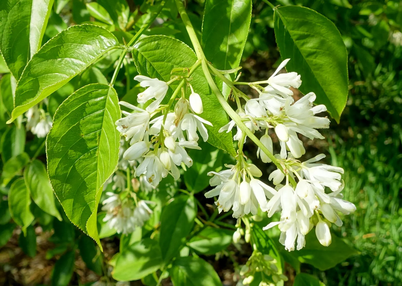 Bladdernut (Staphylea Trifolia) — Growing 10-15 feet tall, it features trifoliate leaves and bell-shaped white flowers in spring; loamy, image 50