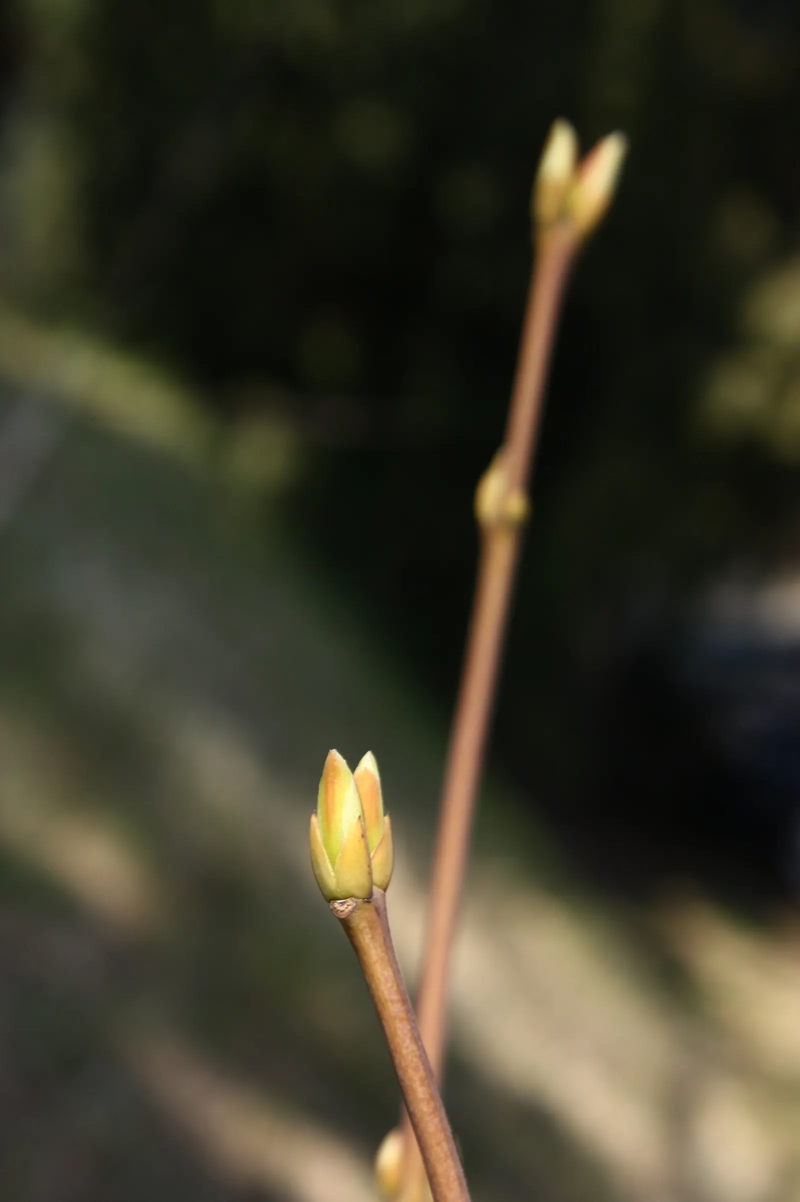 Bladdernut (Staphylea Trifolia) — which are a noteworthy feature for any client interested in seasonal interest; commonly known as Bladdernut, image 87