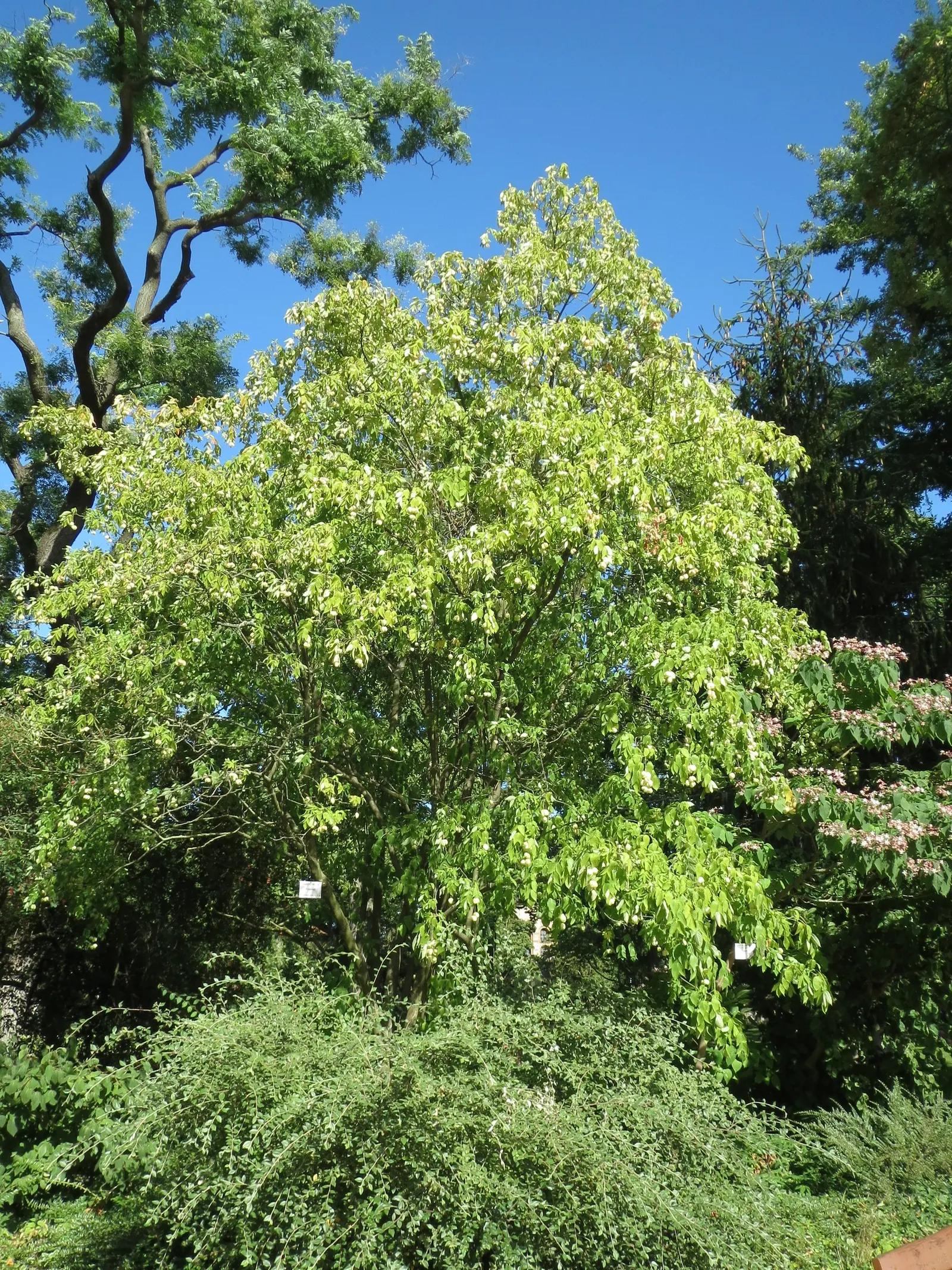 Bladdernut (Staphylea Trifolia) — white flowers in the garden; multi-stemmed shrub native to the woodlands of Eastern North America, image 118