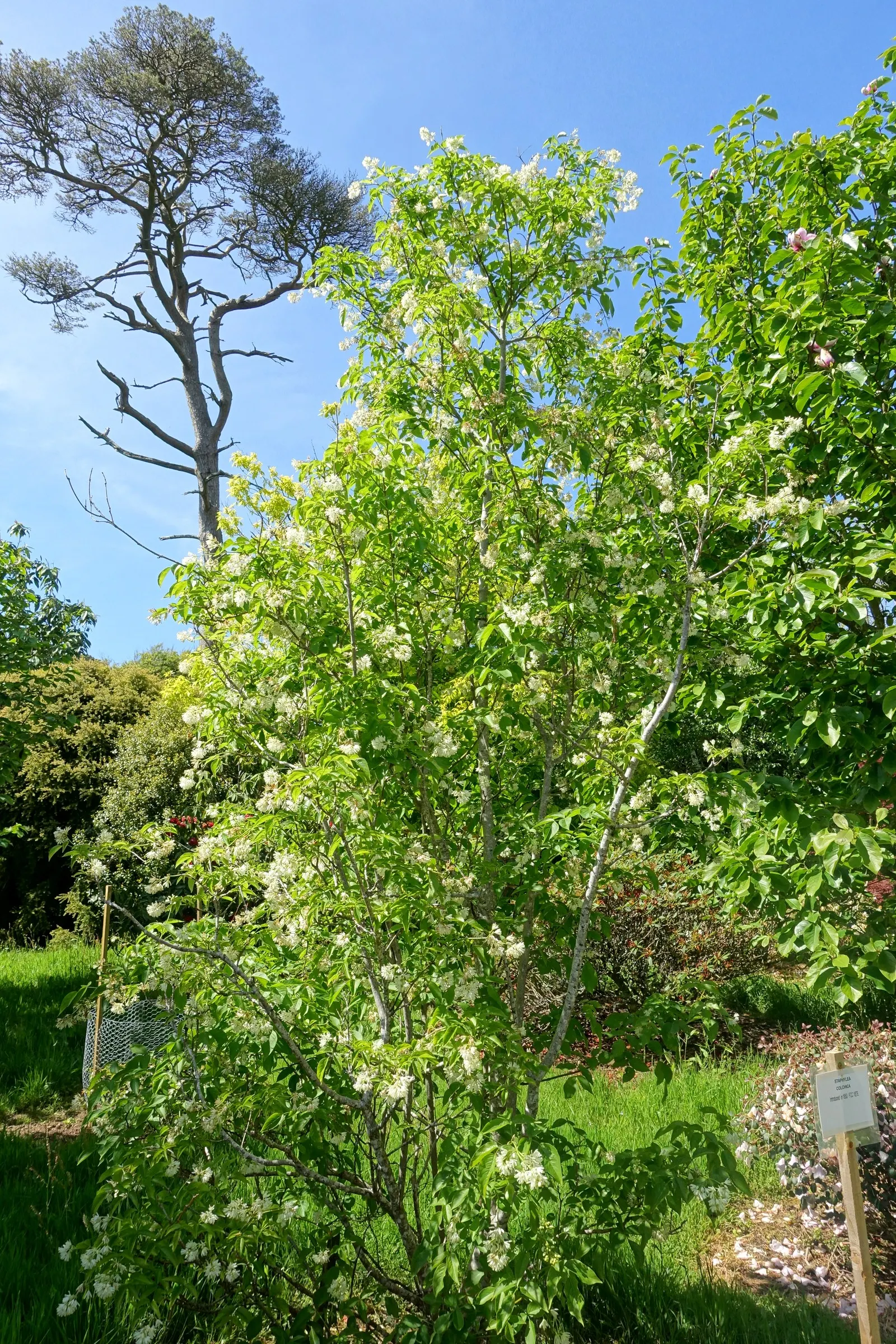 Bladdernut (Staphylea Trifolia) — Growing 10-15 feet tall, it features trifoliate leaves and bell-shaped white flowers in spring; loamy