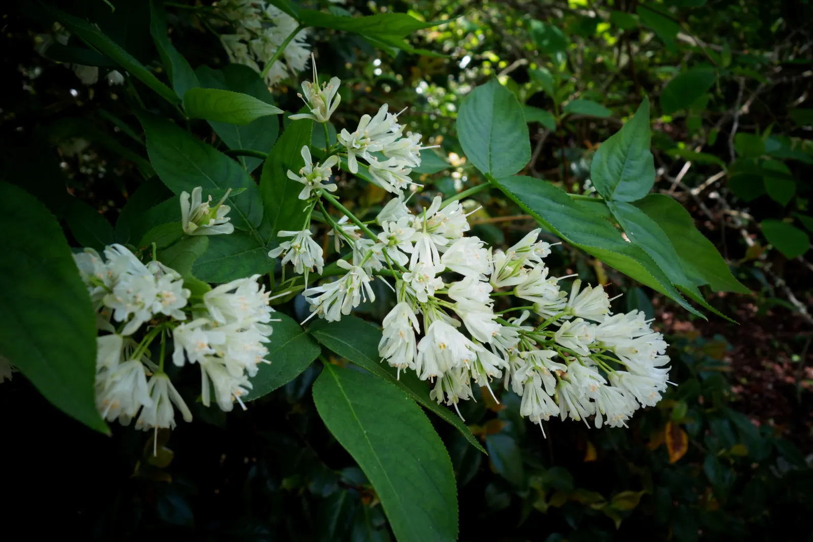 Bladdernut (Staphylea Trifolia) — each leaflet is ovate to elliptic and grows approximately 2 to 5 inches long
