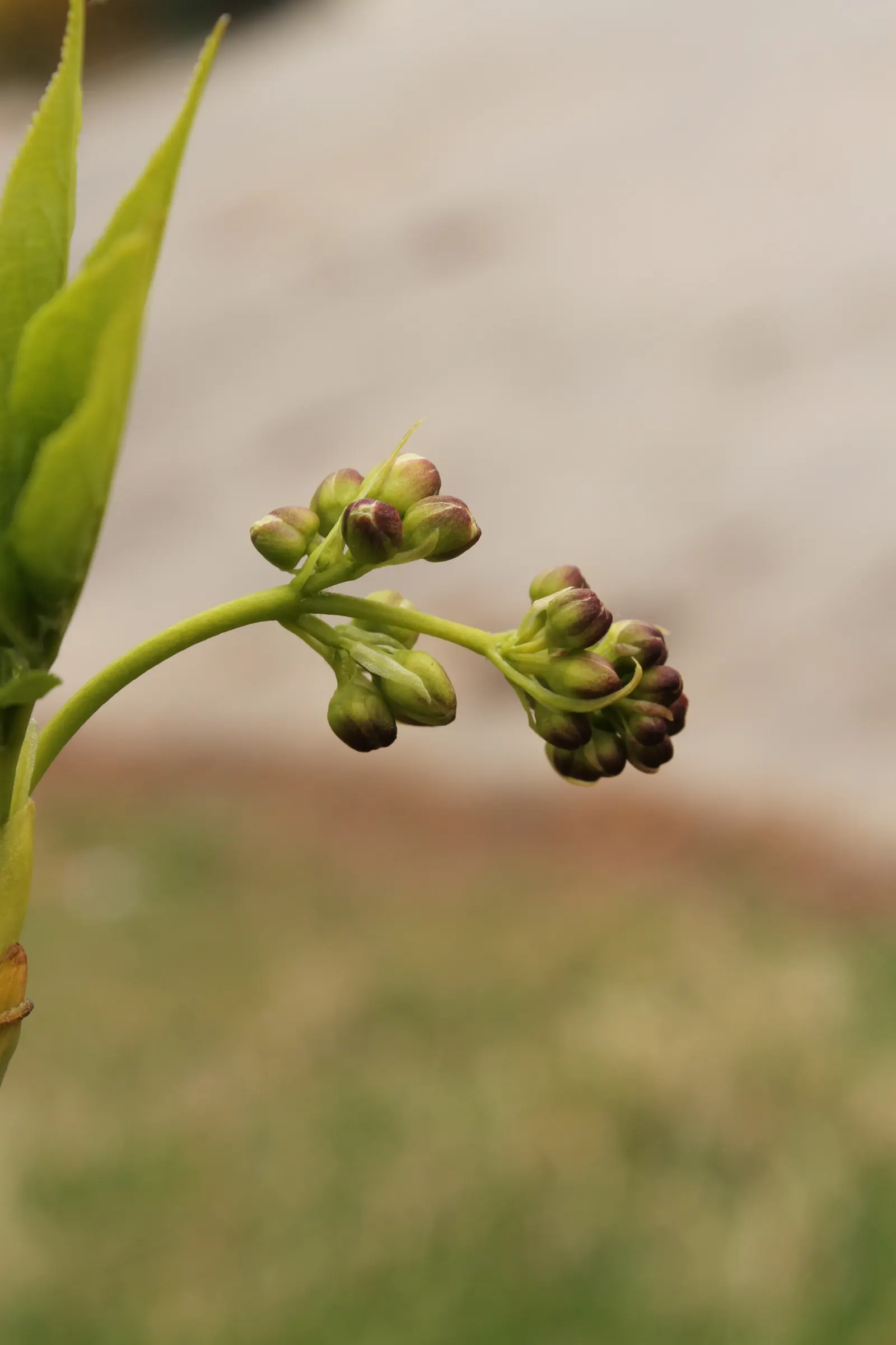 Bladdernut (Staphylea Trifolia) — Staphylea trifolia can withstand minimum temperatures down to -30 to -20&deg;F(-34 to -29&deg;C); turning brown in late