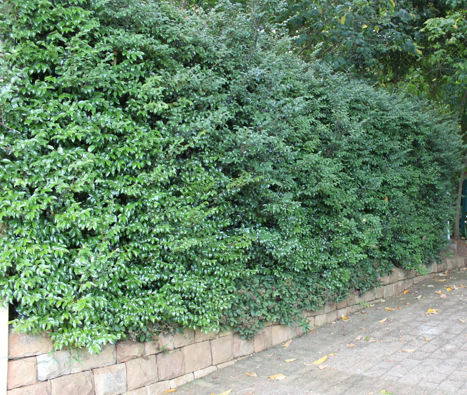 Bladdernut (Staphylea Trifolia) — Its namesake bladder-like fruits add autumn interest; when mature, it provides habitat and food for native fauna, image 99