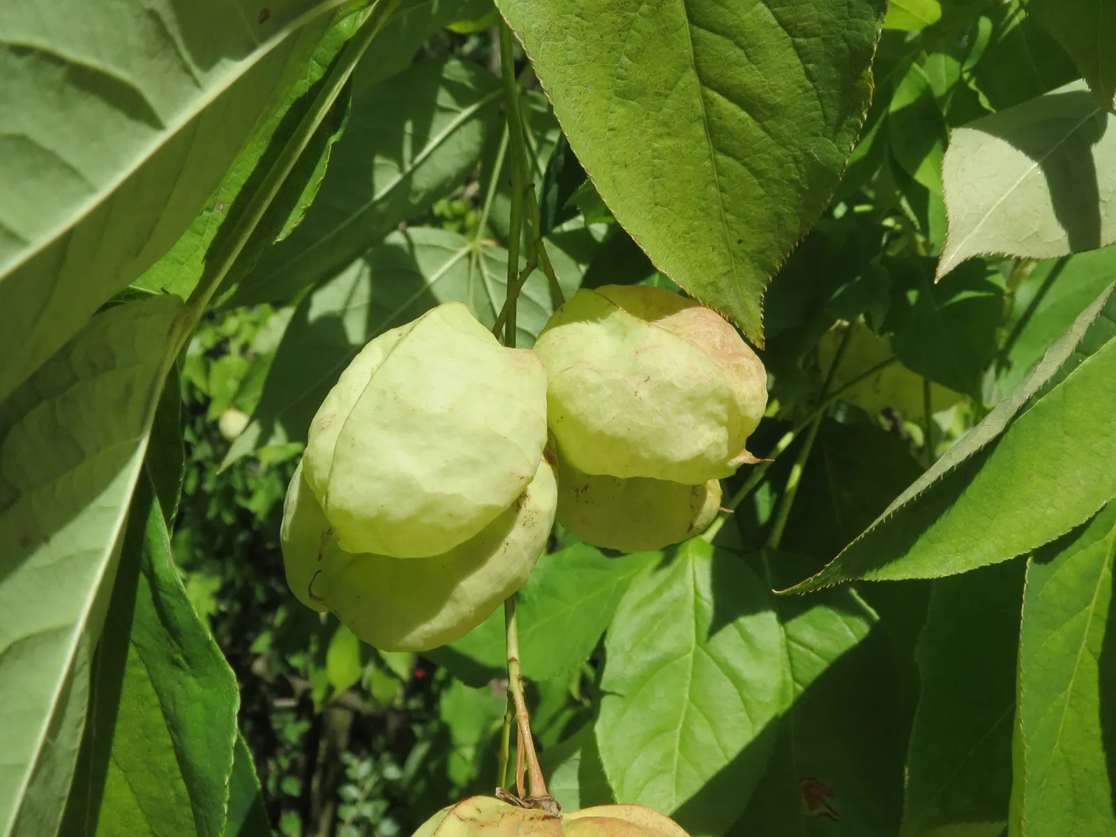 Bladdernut (Staphylea Trifolia) — which are a noteworthy feature for any client interested in seasonal interest; commonly known as Bladdernut