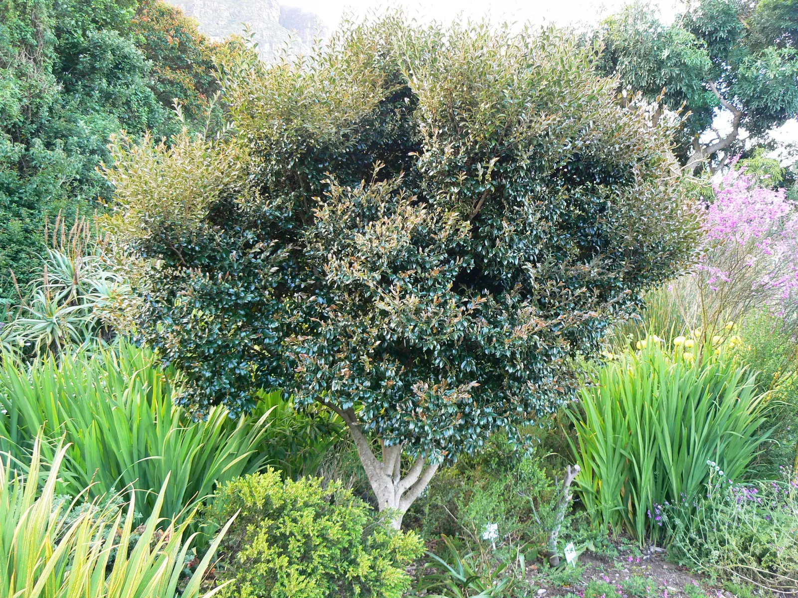 Bladdernut (Staphylea Trifolia) — which are a noteworthy feature for any client interested in seasonal interest; commonly known as Bladdernut, image 111