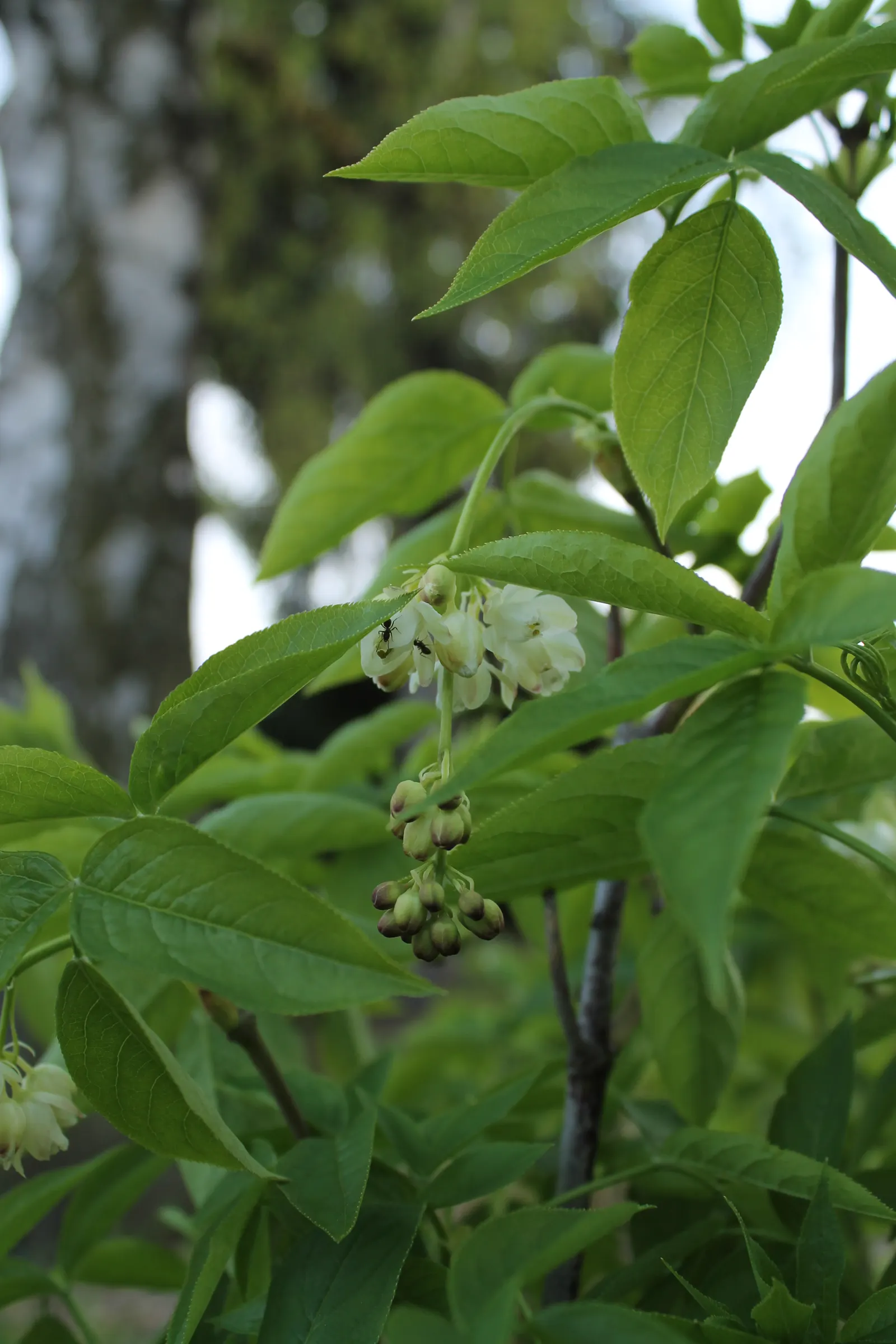Bladdernut (Staphylea Trifolia) — Growing 10-15 feet tall, it features trifoliate leaves and bell-shaped white flowers in spring; loamy, image 122