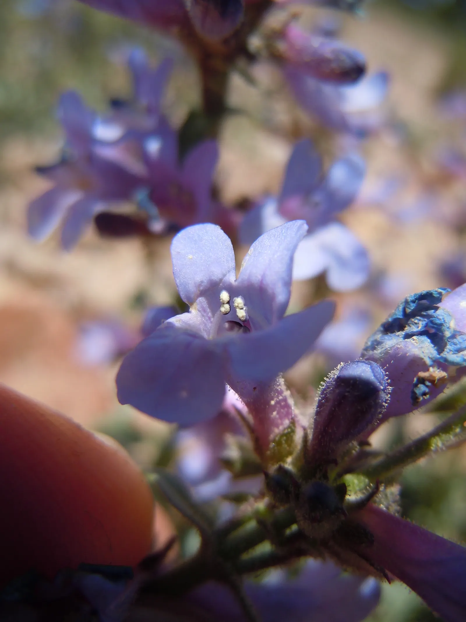 Garnet Penstemon (Penstemon 'Purple') — this plant is notable for its upright growth habit and robust foliage