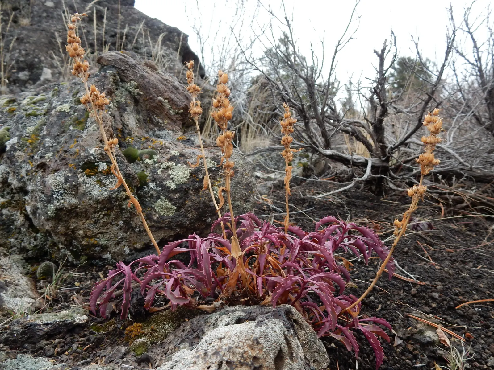 Garnet Penstemon (Penstemon 'Purple') — It requires full sun exposure to partial shade to achieve optimal growth and flowering
