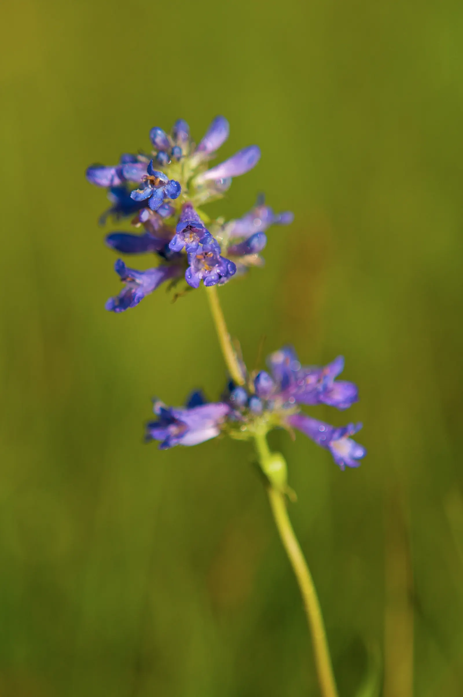 Garnet Penstemon (Penstemon 'Purple') — perennial for full