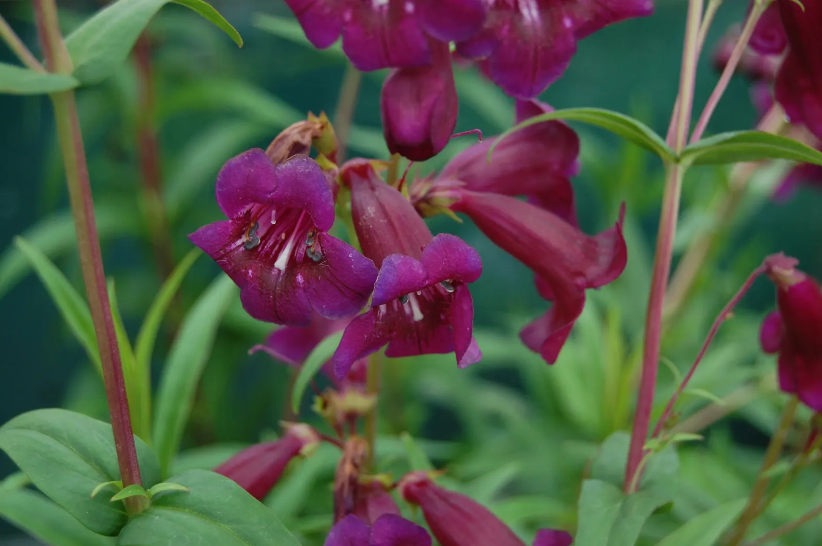 Garnet Penstemon (Penstemon 'Purple') — which are about 3 to 5 inches long; ideal for borders and wildflower gardens