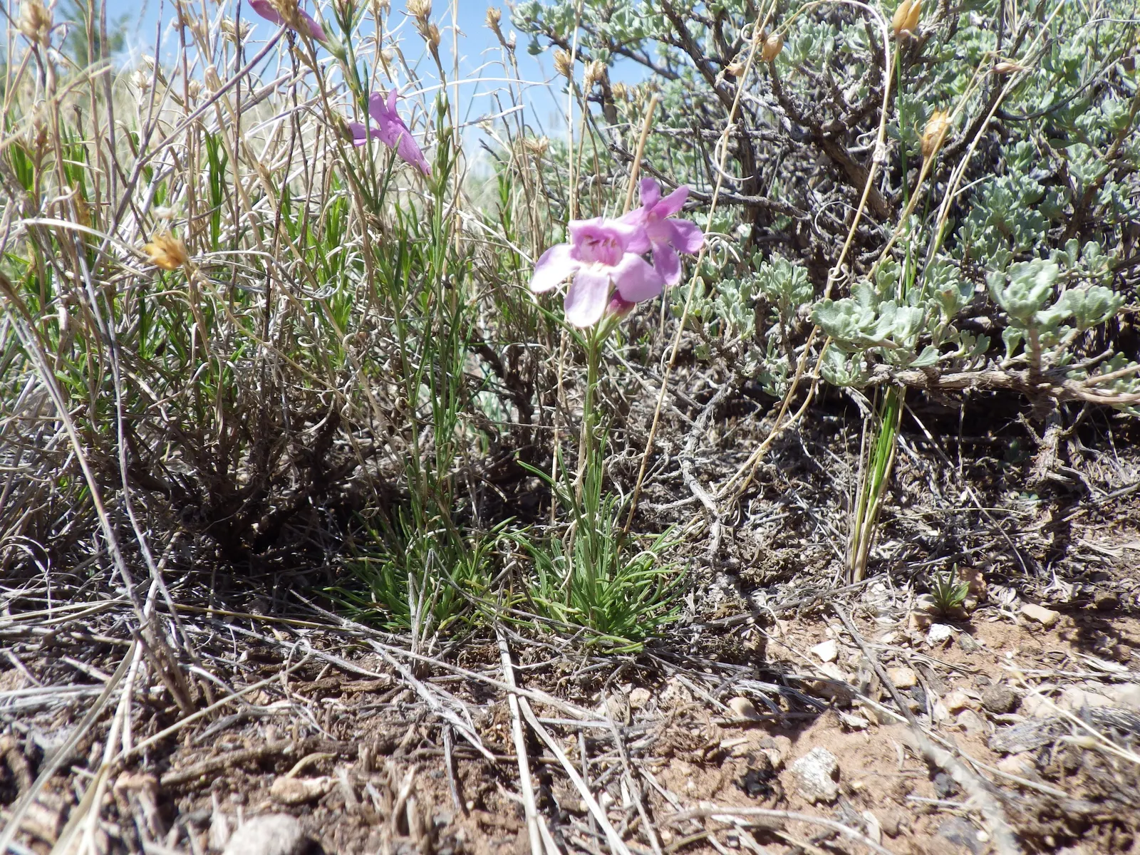 Garnet Penstemon (Penstemon 'Purple') — purple flowers in the garden