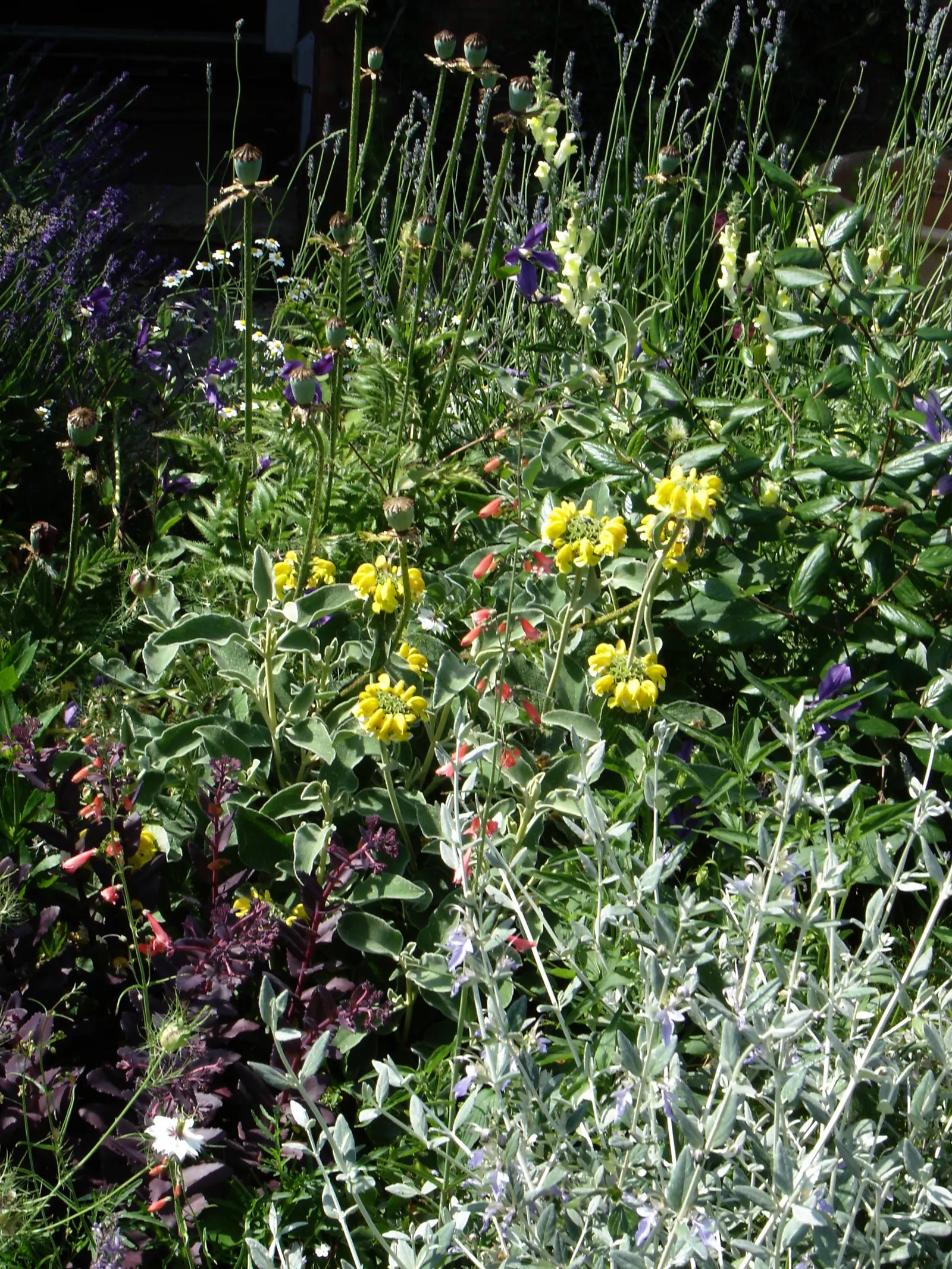 Garnet Penstemon (Penstemon 'Purple') — Standing at approximately 18 to 24 inches tall with a similar spread; present a lush green backdrop for the vibrant