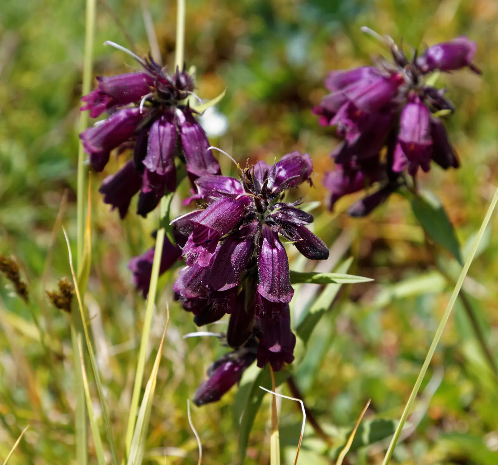 Garnet Penstemon (Penstemon 'Purple') — Provide moderate water once established; present a lush green backdrop for the vibrant blooms.<br><br>From early to