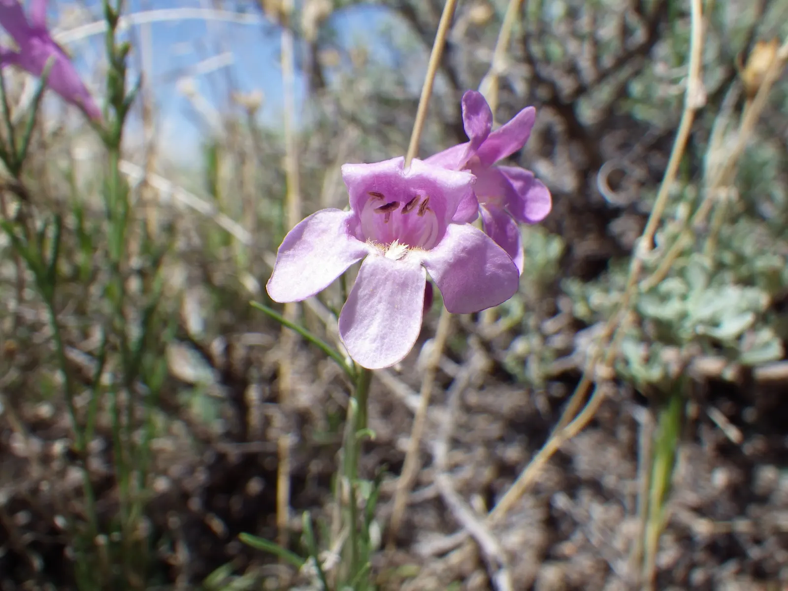 Garnet Penstemon (Penstemon 'Purple') — also referred to as Penstemon 'Purple'