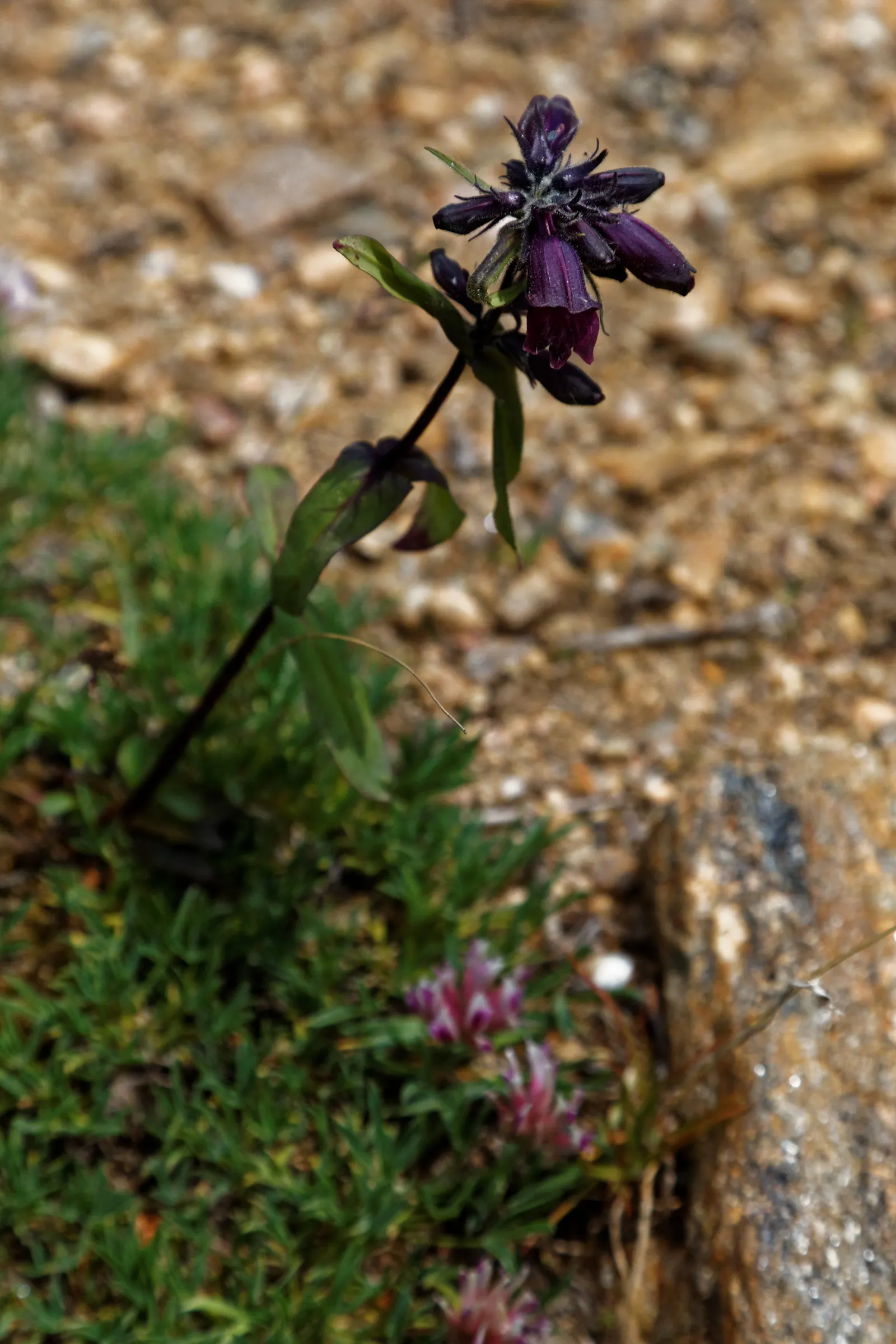 Garnet Penstemon (Penstemon 'Purple') — Attracts pollinators and resists deer; present a lush green backdrop for the vibrant blooms.<br><br>From early to