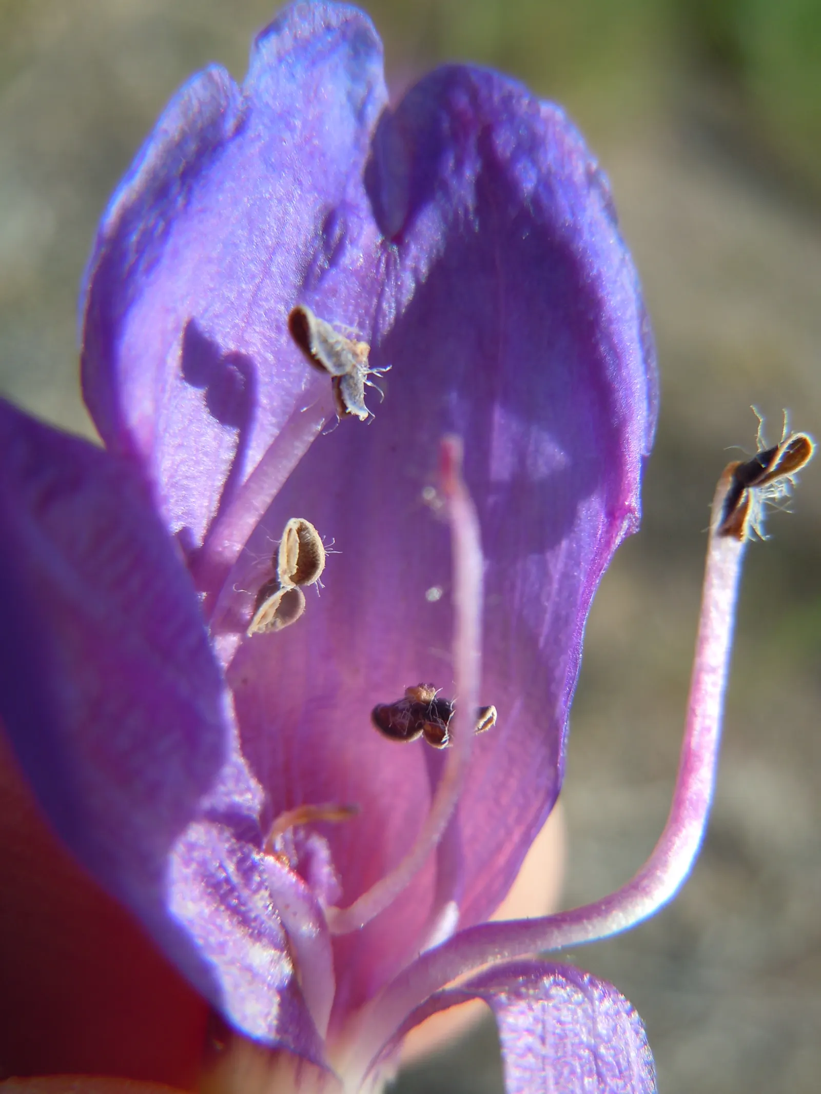 Garnet Penstemon (Penstemon 'Purple') — present a lush green backdrop for the vibrant blooms.<br><br>From early to midsummer, image 32
