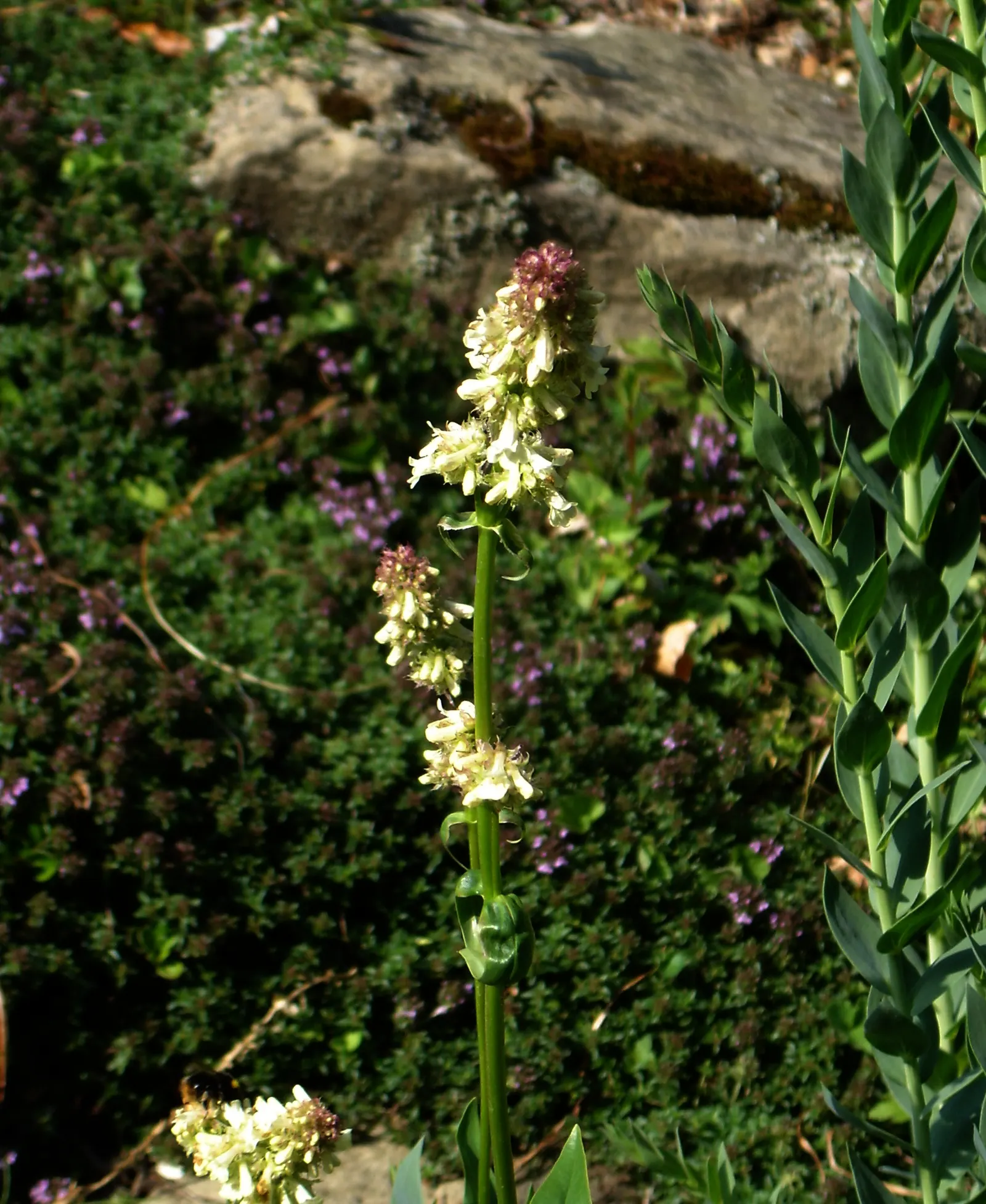 Garnet Penstemon (Penstemon 'Purple') — It has a clumping growth reaching 18-24 inches tall and about 12-18 inches wide