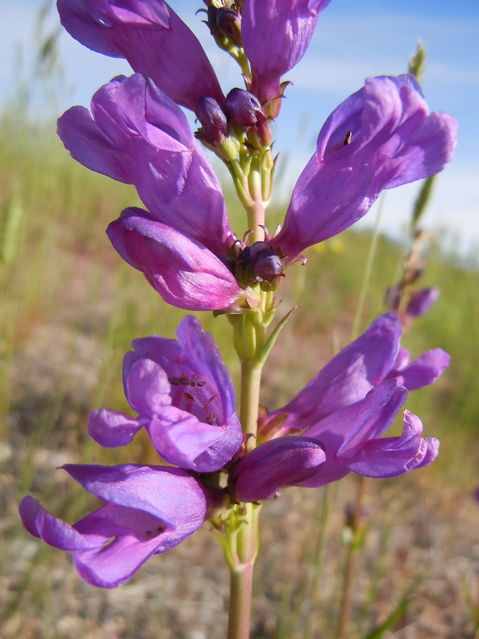 Garnet Penstemon (Penstemon 'Purple') — Provide moderate water once established