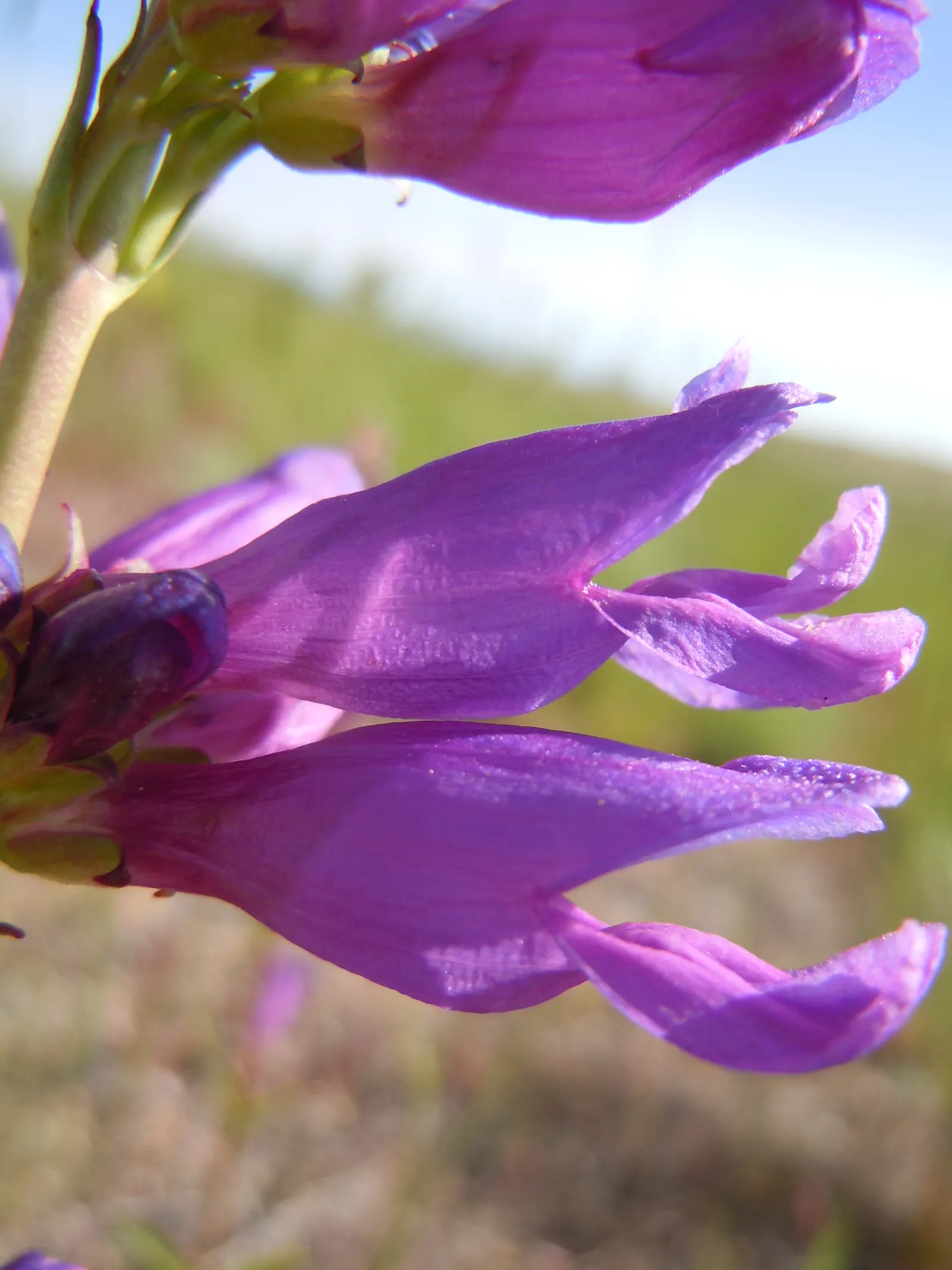 Garnet Penstemon (Penstemon 'Purple') — rich purple hue with a gradient to a burgundy garnet