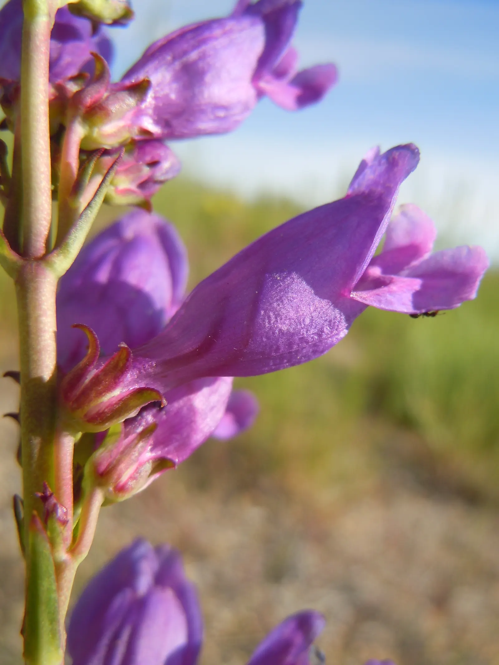 Garnet Penstemon (Penstemon 'Purple') — which are about 3 to 5 inches long