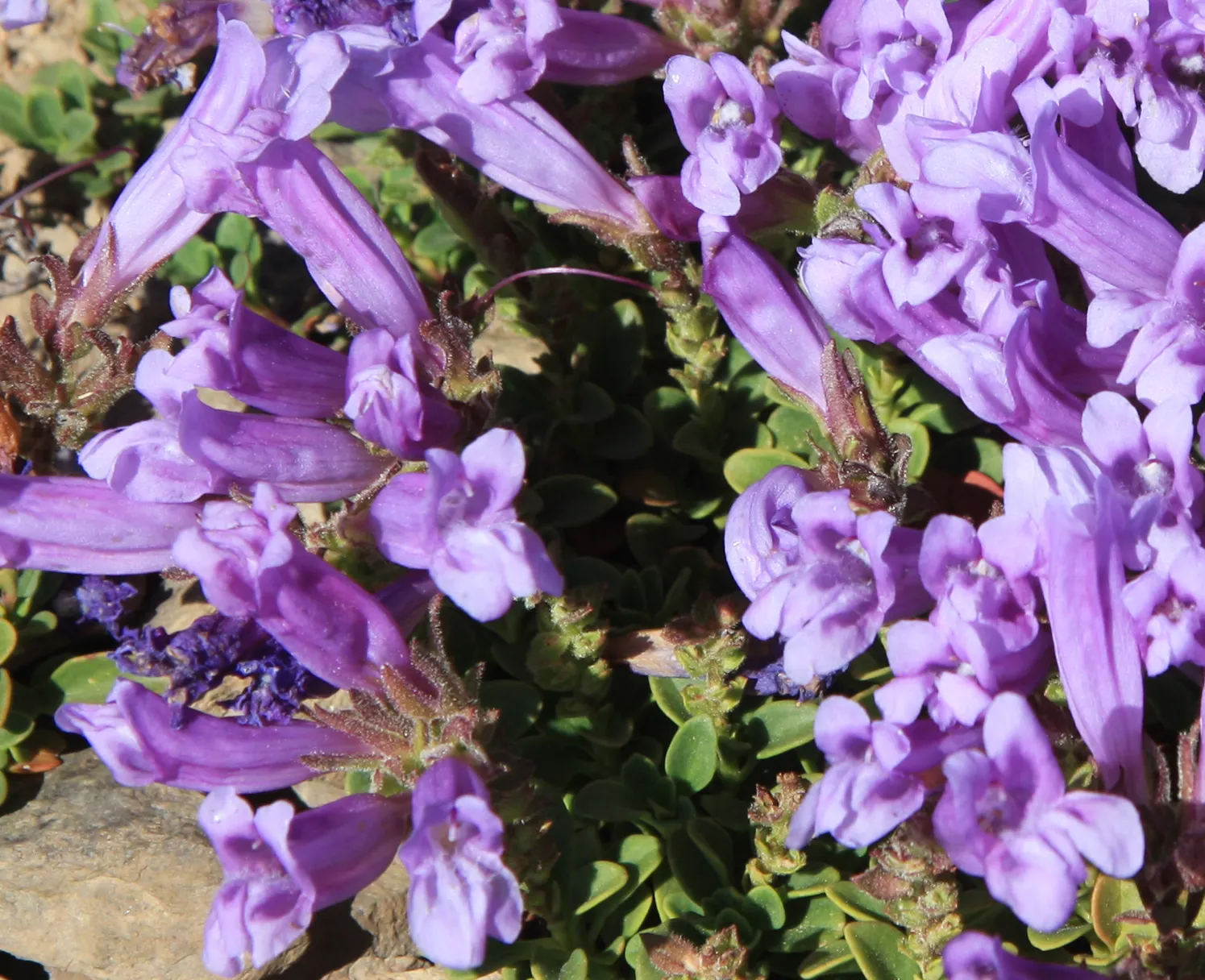 Garnet Penstemon (Penstemon 'Purple') — present a lush green backdrop for the vibrant blooms.<br><br>From early to midsummer