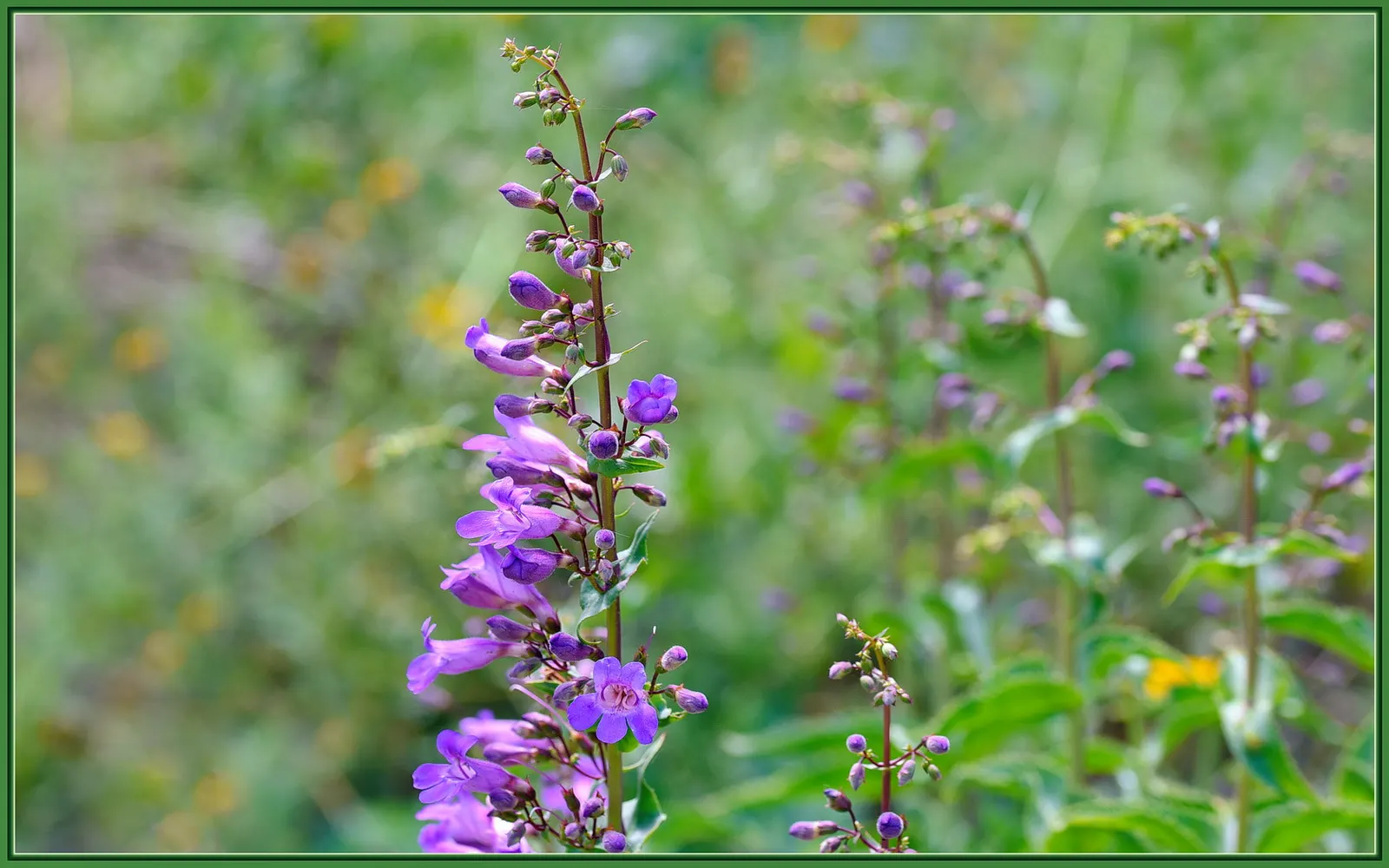 Garnet Penstemon (Penstemon 'Purple') — the Garnet Penstemon produces tubular flowers each about 1 inch long