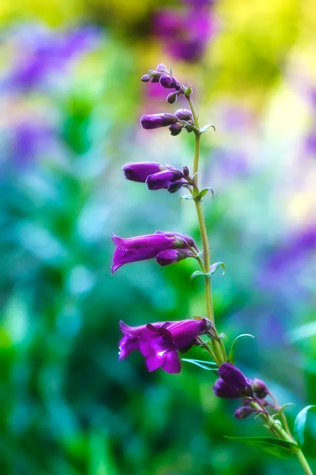 Garnet Penstemon (Penstemon 'Purple') — rich purple hue with a gradient to a burgundy garnet; ideal for borders and wildflower gardens