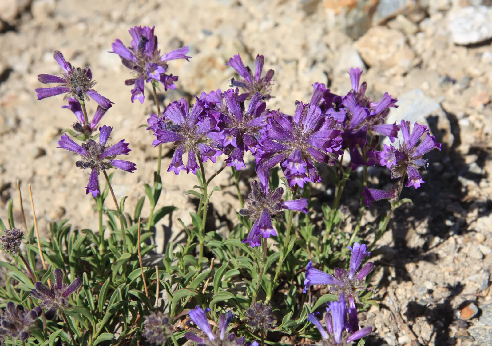 Garnet Penstemon (Penstemon 'Purple') — Standing at approximately 18 to 24 inches tall with a similar spread