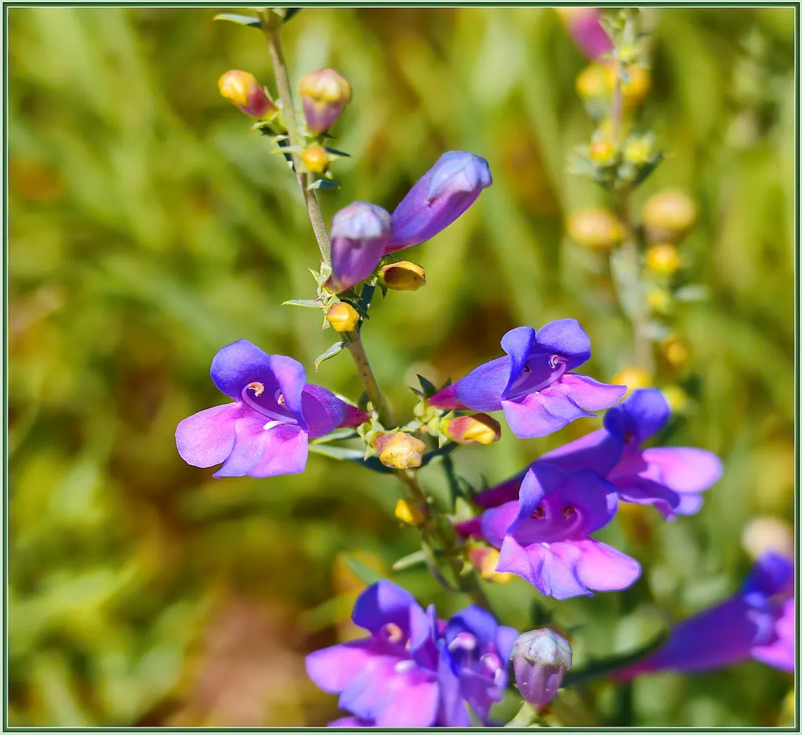 Garnet Penstemon (Penstemon 'Purple') — also referred to as Penstemon 'Purple'; with its bold color and alluring shape, the Garnet Penstemon is a gem for any