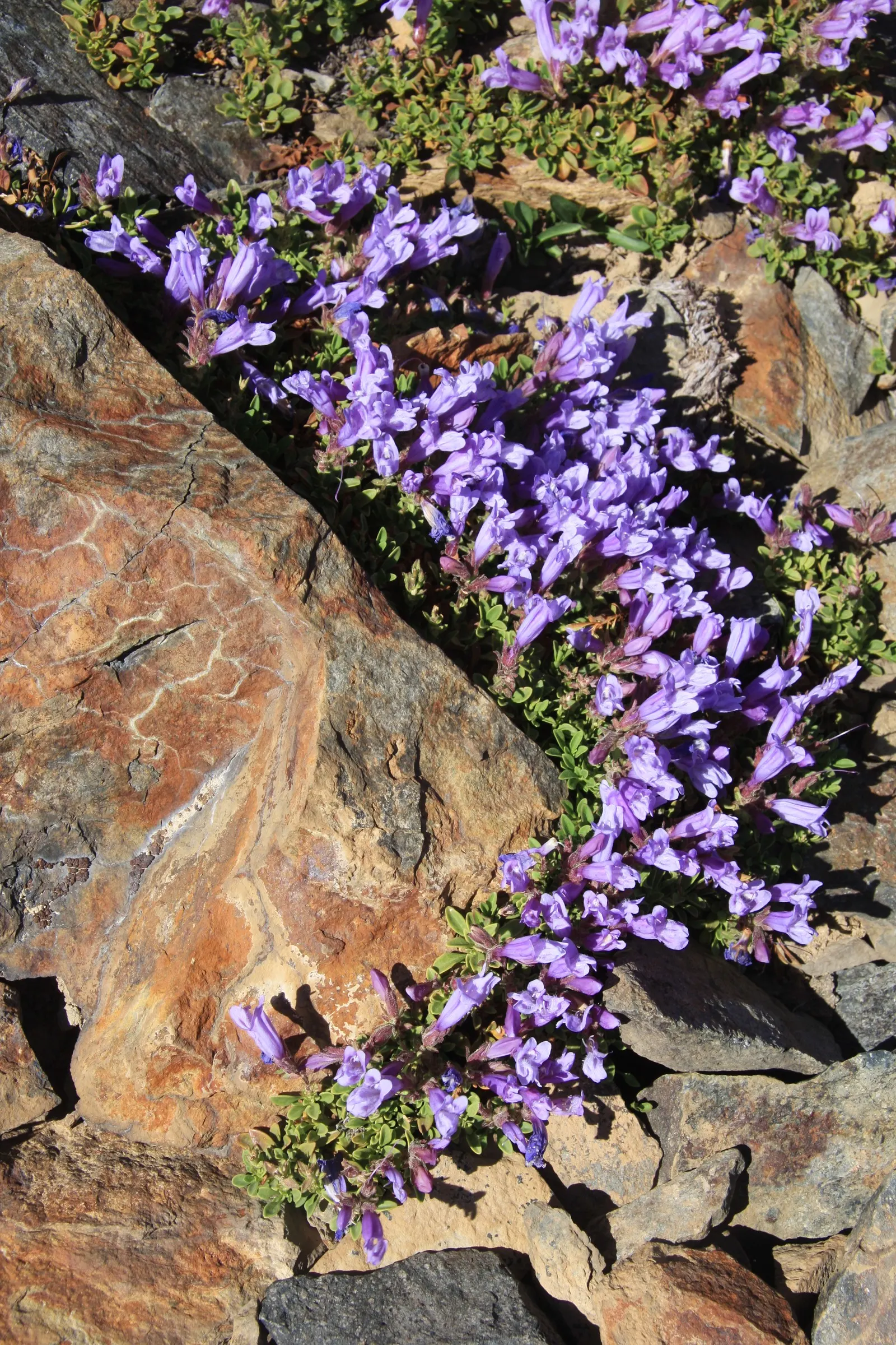 Garnet Penstemon (Penstemon 'Purple') — is a captivating herbaceous perennial that brings striking color and texture to any garden