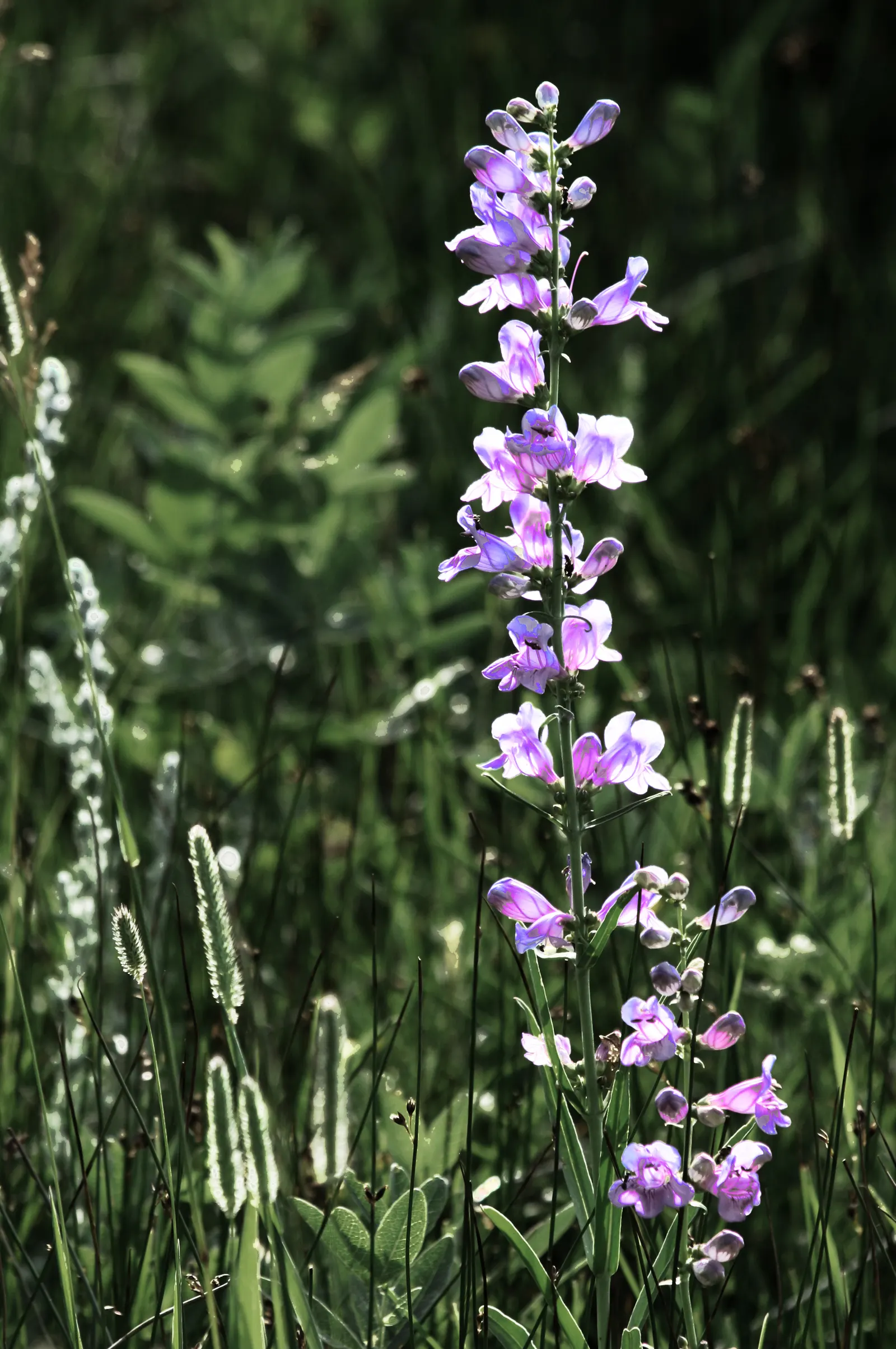 Garnet Penstemon (Penstemon 'Purple') — Thrives in well-drained soils and full to partial sun; with its bold color and alluring shape, the Garnet Penstemon is