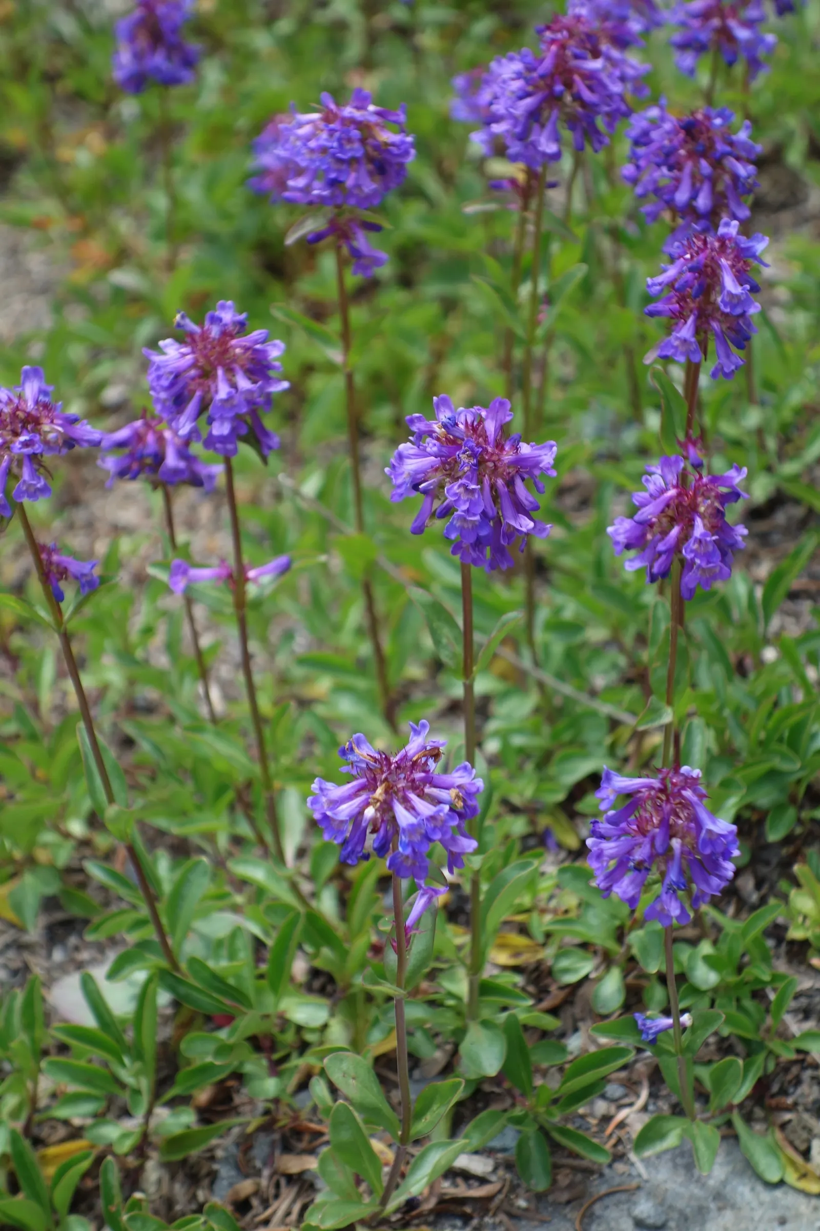 Garnet Penstemon (Penstemon 'Purple') — Moderate drought tolerance makes it fairly low-maintenance once established