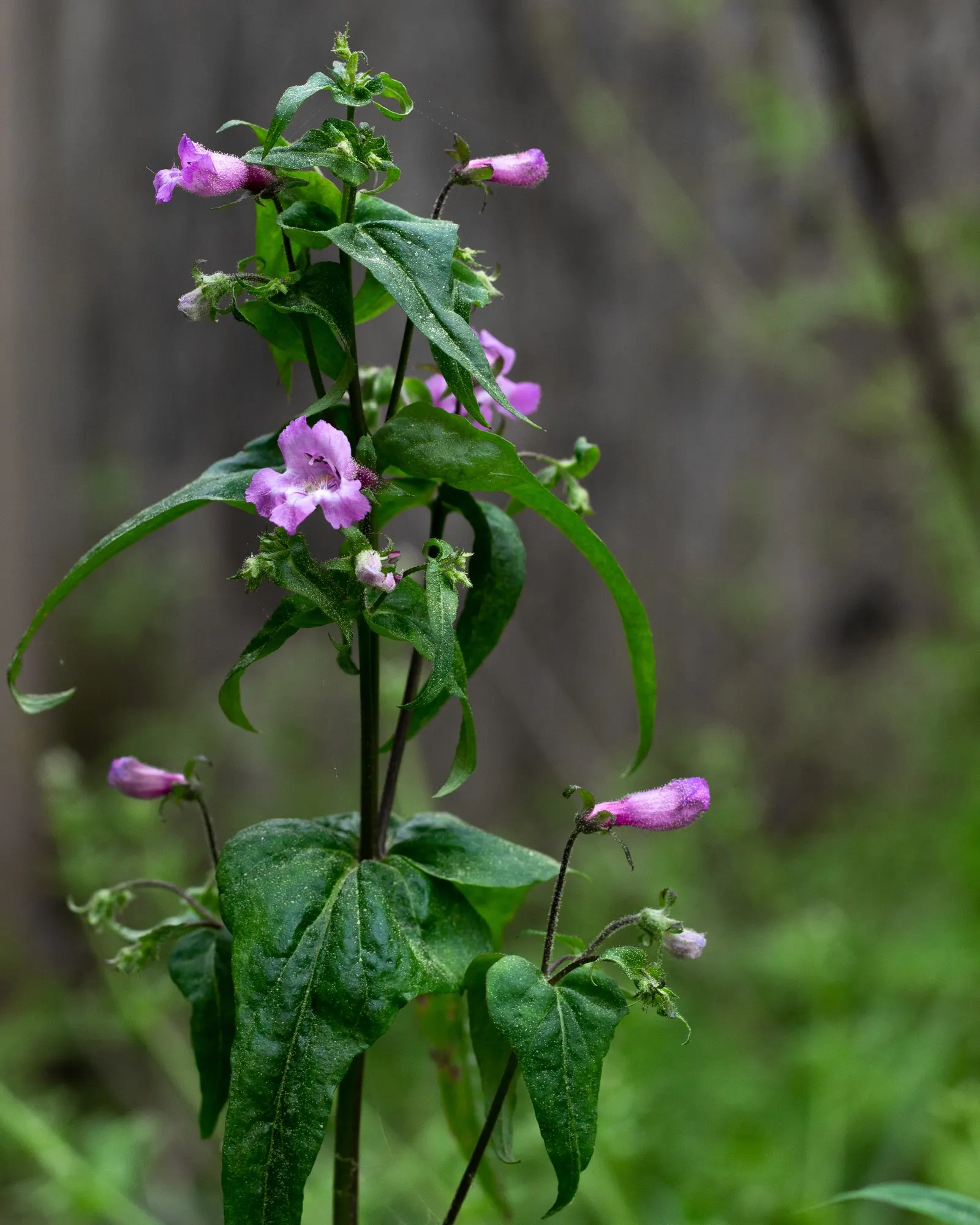 Garnet Penstemon (Penstemon 'Purple') — Thrives in well-drained soils and full to partial sun