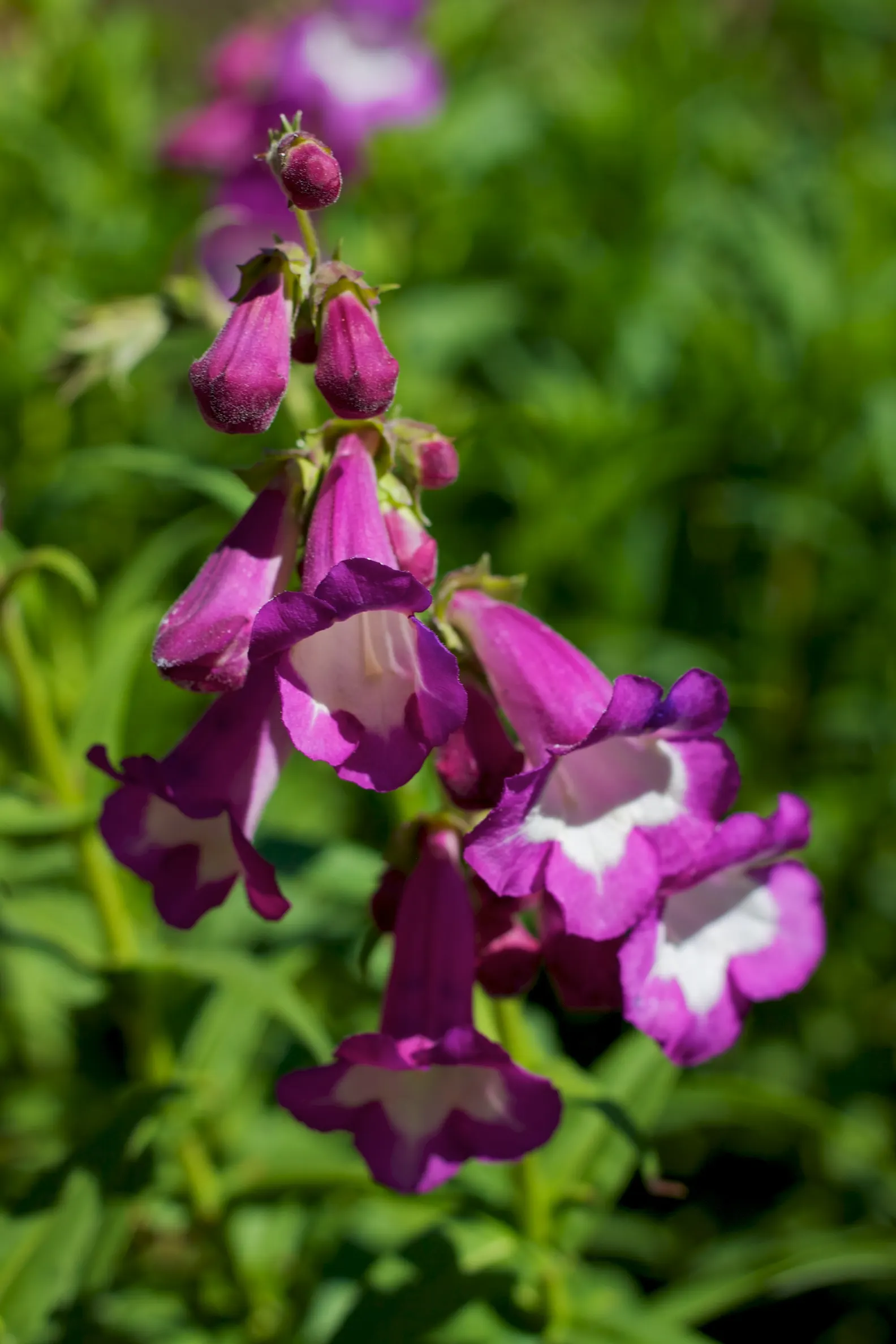 Garnet Penstemon (Penstemon 'Purple') — perennial with purple blooms