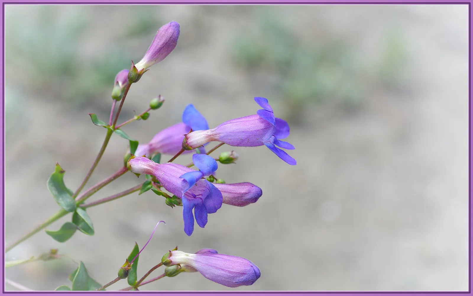 Garnet Penstemon (Penstemon 'Purple') — It requires full sun exposure to partial shade to achieve optimal growth and flowering; with its bold color and