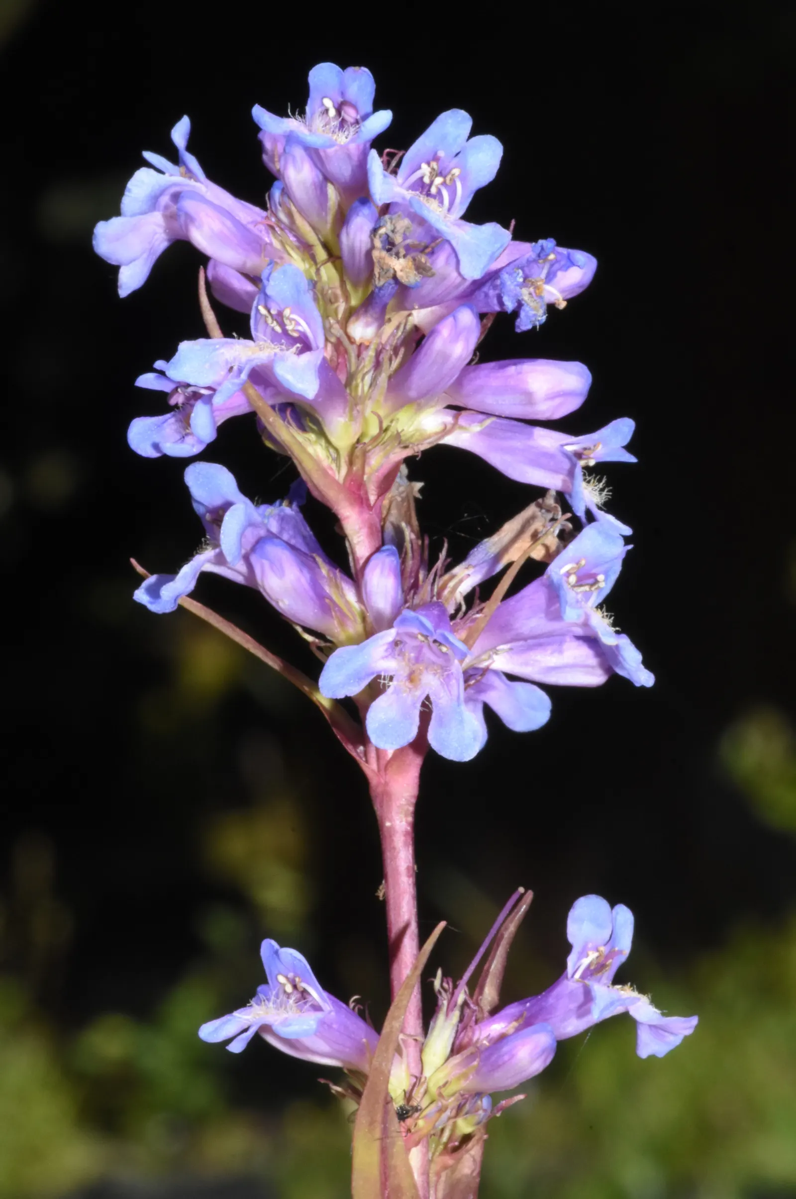Garnet Penstemon (Penstemon 'Purple') — These blooms are arranged in panicles atop erect stems