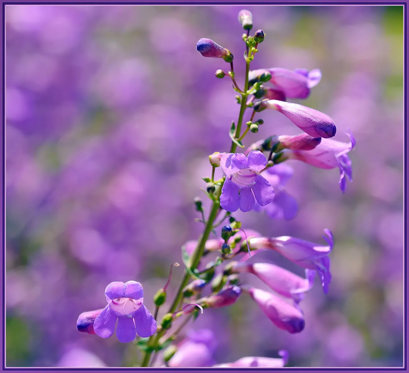 Garnet Penstemon (Penstemon 'Purple') — Attracts pollinators and resists deer