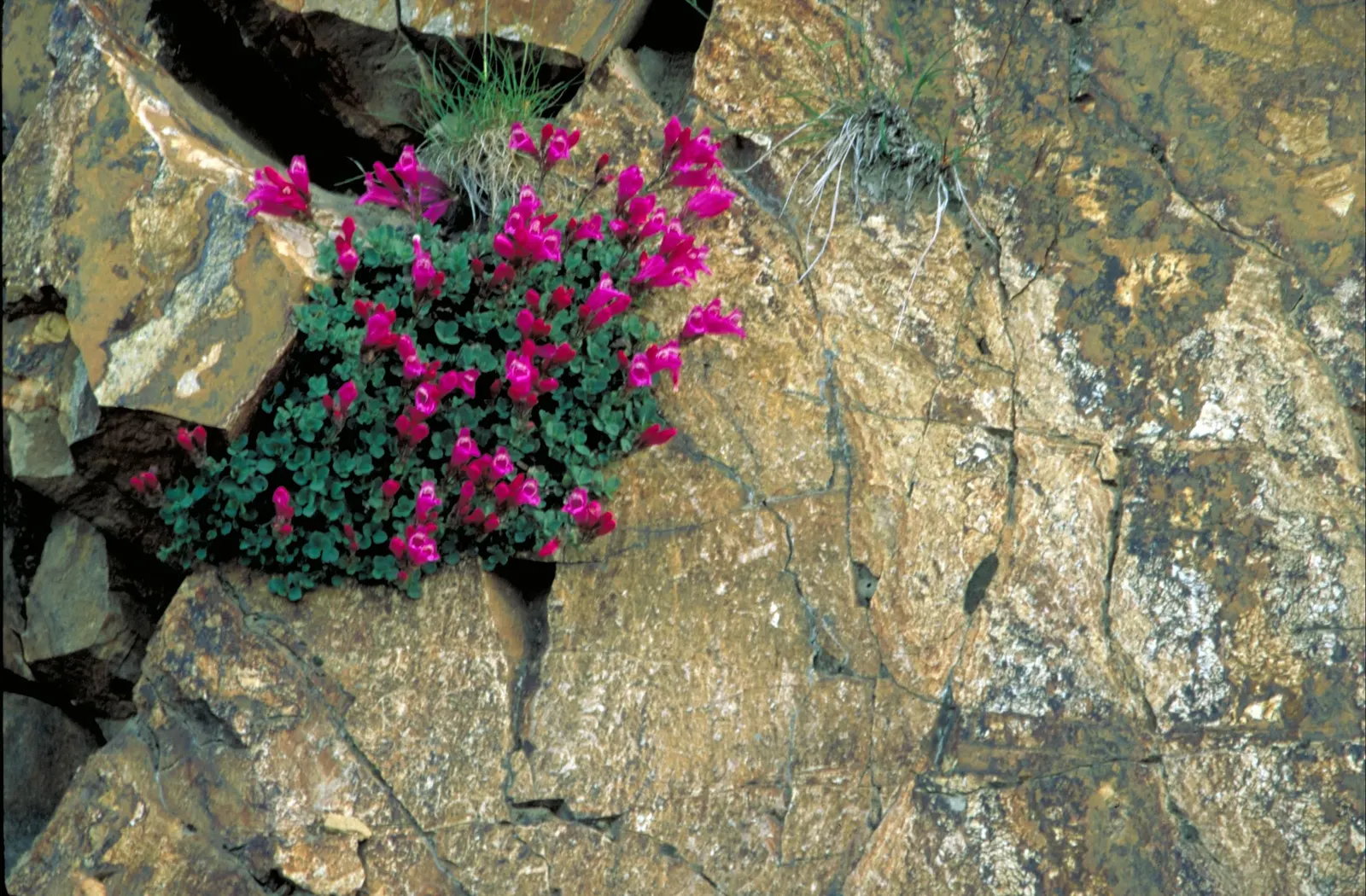 Garnet Penstemon (Penstemon 'Purple') — It has a clumping growth reaching 18-24 inches tall and about 12-18 inches wide; ideal for borders and wildflower