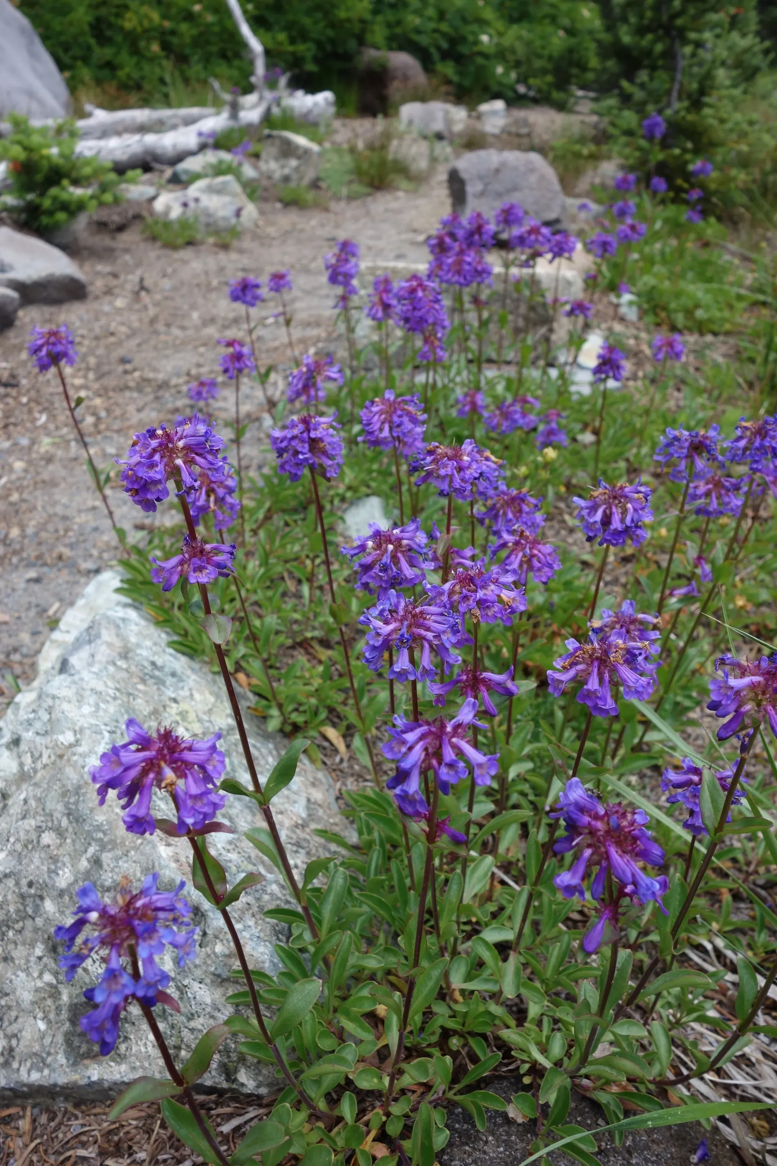 Garnet Penstemon (Penstemon 'Purple') — With its bold color and alluring shape, the Garnet Penstemon is a gem for any garden setting