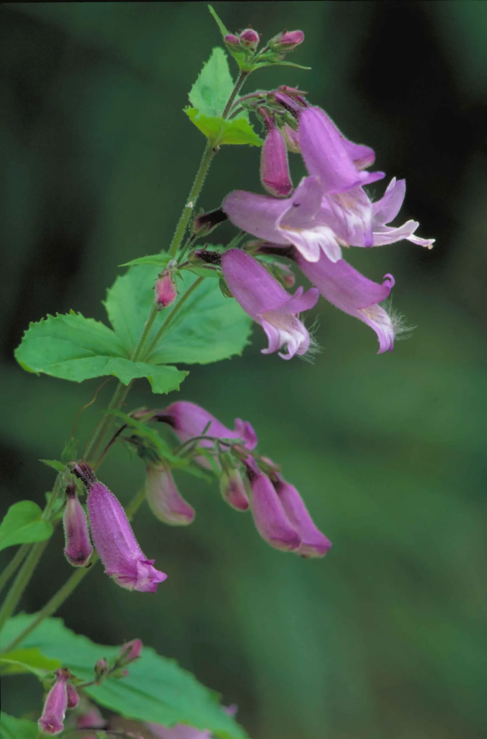 Garnet Penstemon (Penstemon 'Purple') — Ideal for borders and wildflower gardens, image 25