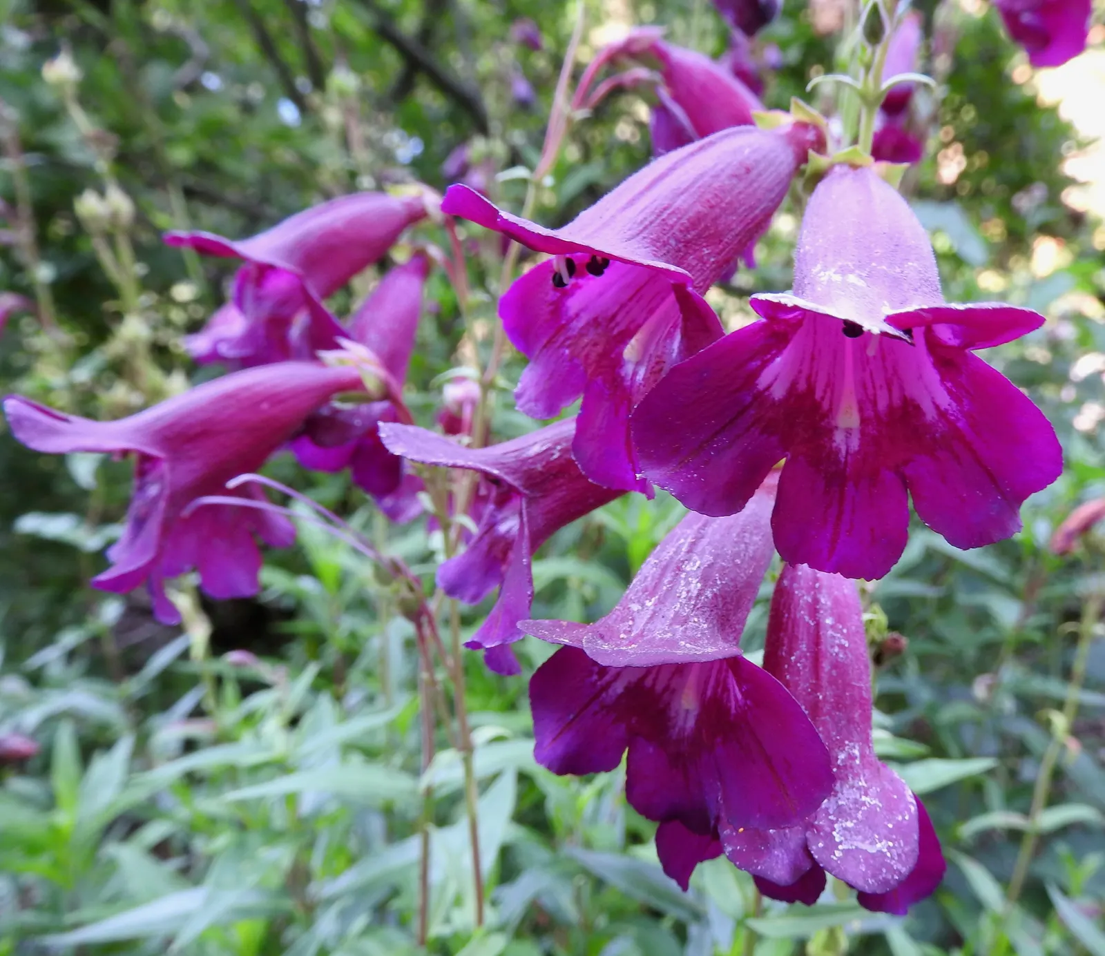 Garnet Penstemon (Penstemon 'Purple') — the Garnet Penstemon produces tubular flowers each about 1 inch long; with its bold color and alluring shape, the