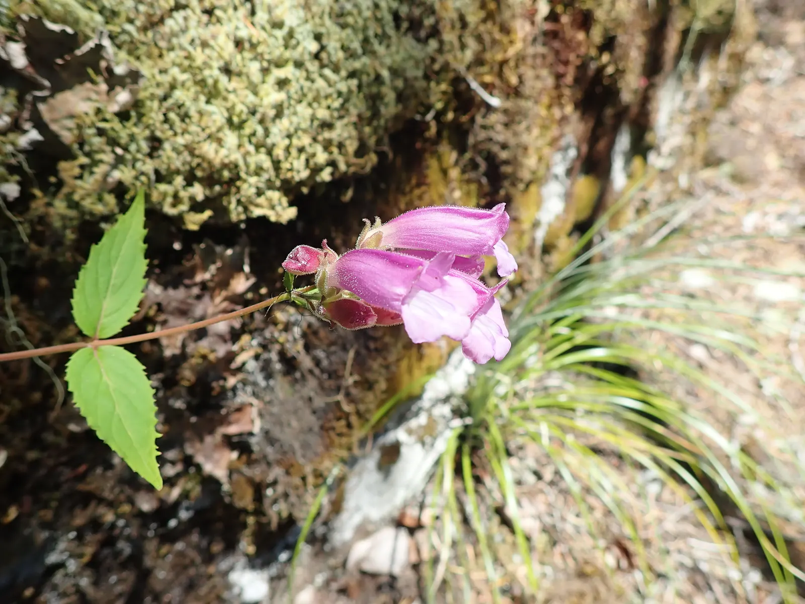 Garnet Penstemon (Penstemon 'Purple') — this plant is notable for its upright growth habit and robust foliage; with its bold color and alluring shape, the