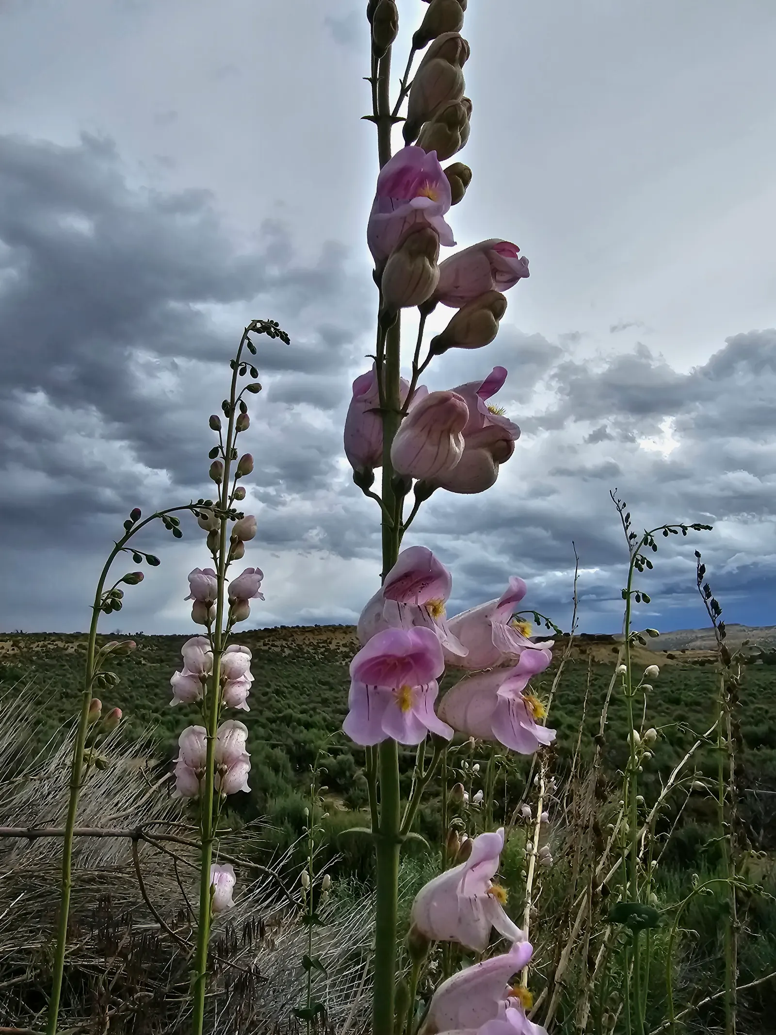 Garnet Penstemon (Penstemon 'Purple') — is a captivating herbaceous perennial that brings striking color and texture to any garden; ideal for borders and