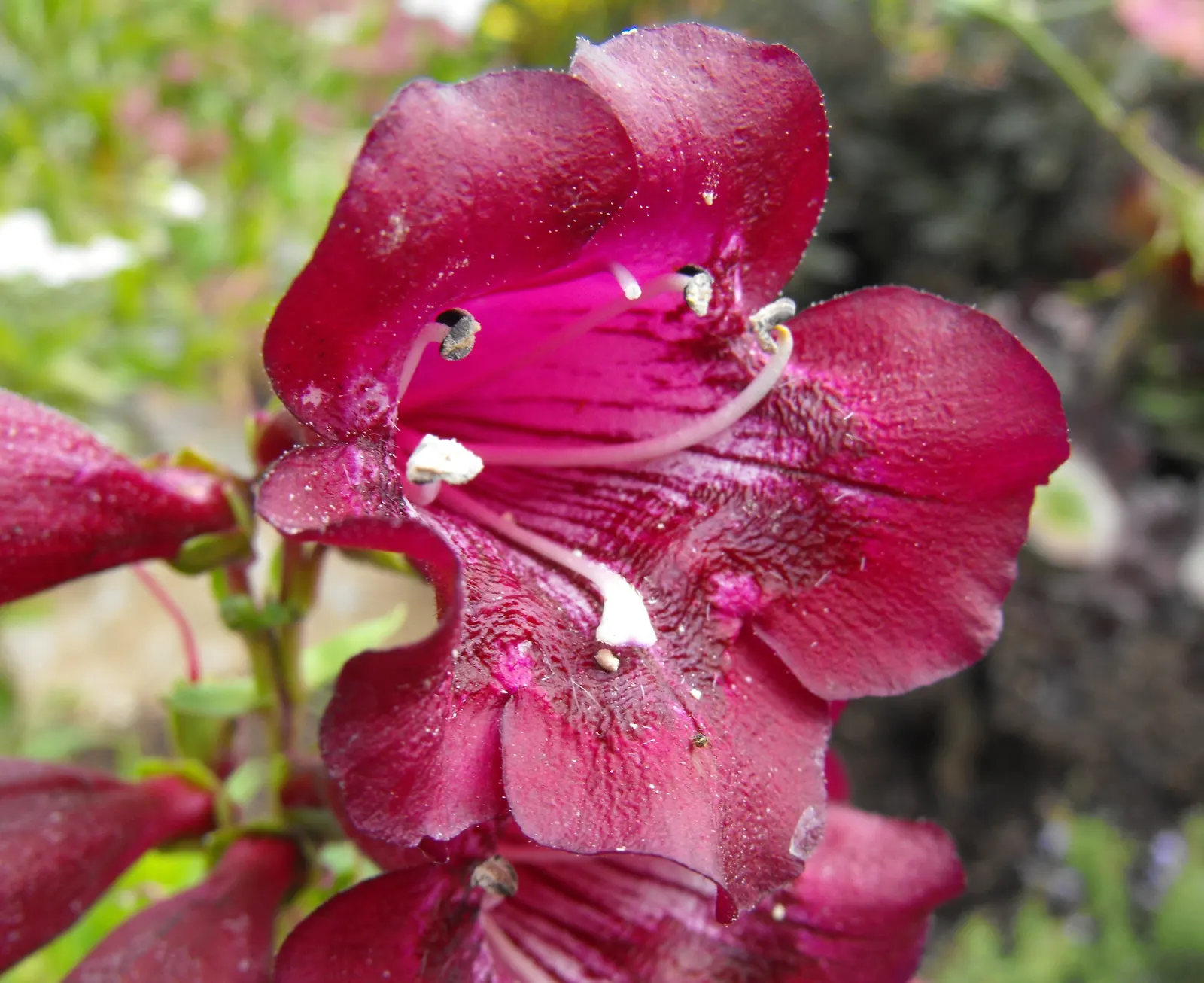 Garnet Penstemon (Penstemon 'Purple') — Ideal for borders and wildflower gardens