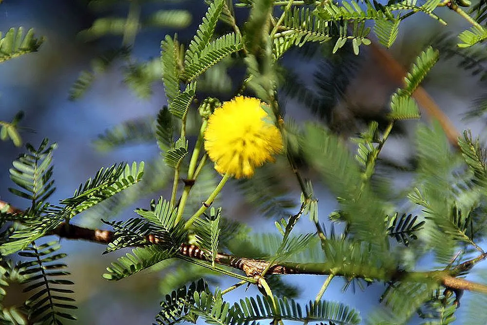 Twisted Acacia (Acacia Schaffneri) — coupled with its manageable size and minimal water requirements
