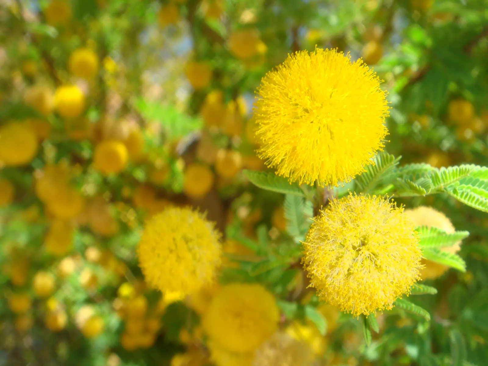 Twisted Acacia (Acacia Schaffneri) — commonly known as Twisted Acacia or Schaffner's Wattle; tree for full